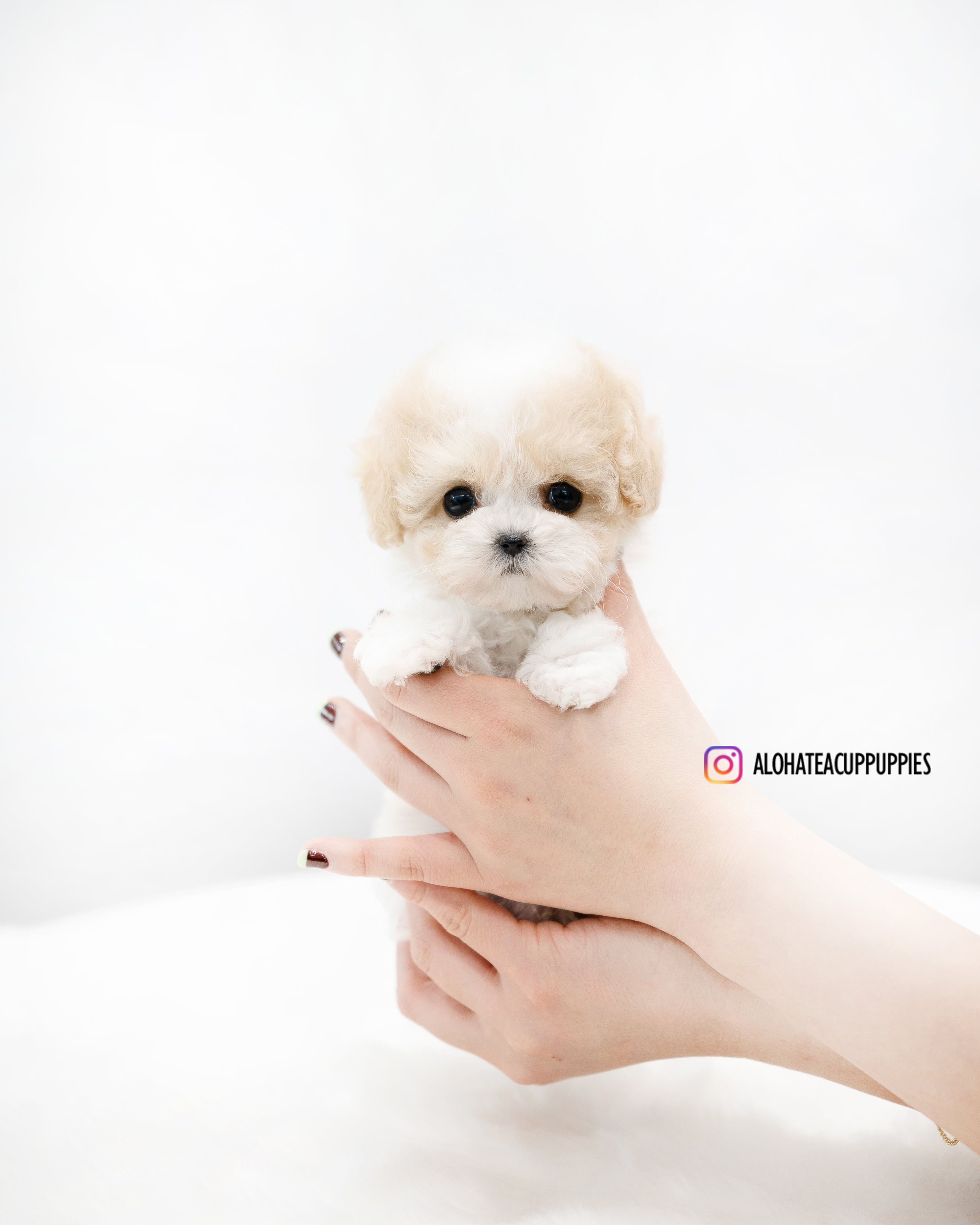Rory [TEACUP POODLE]