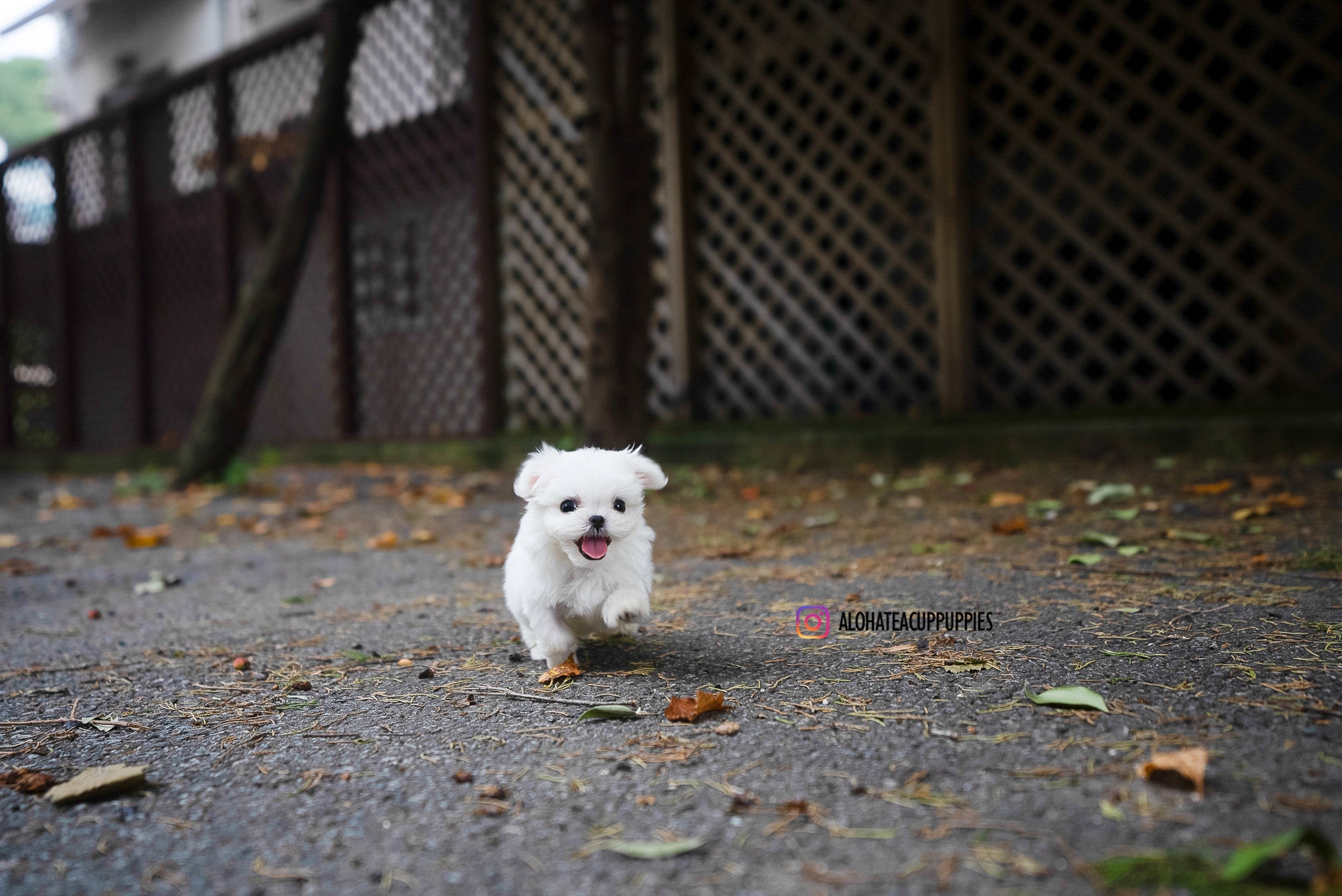 Dan [TEACUP MALTESE]