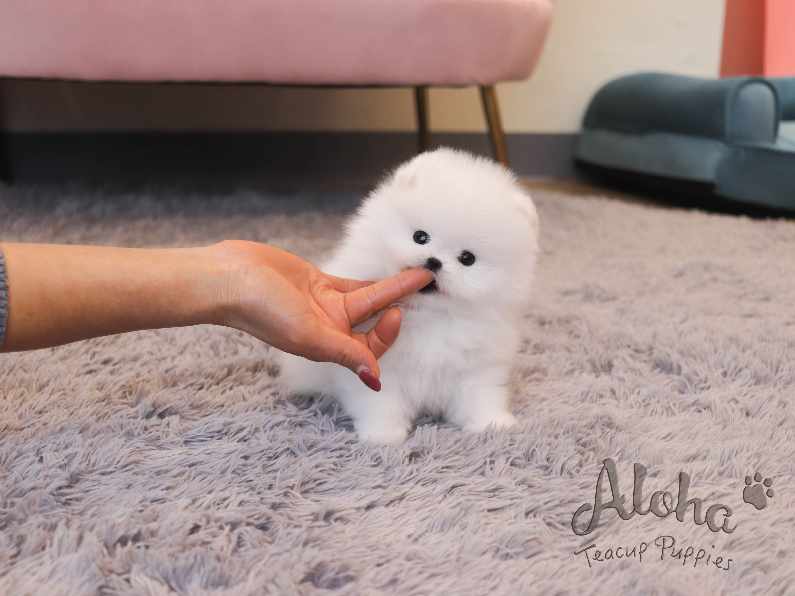 DAISY [TEACUP POMERANIAN]