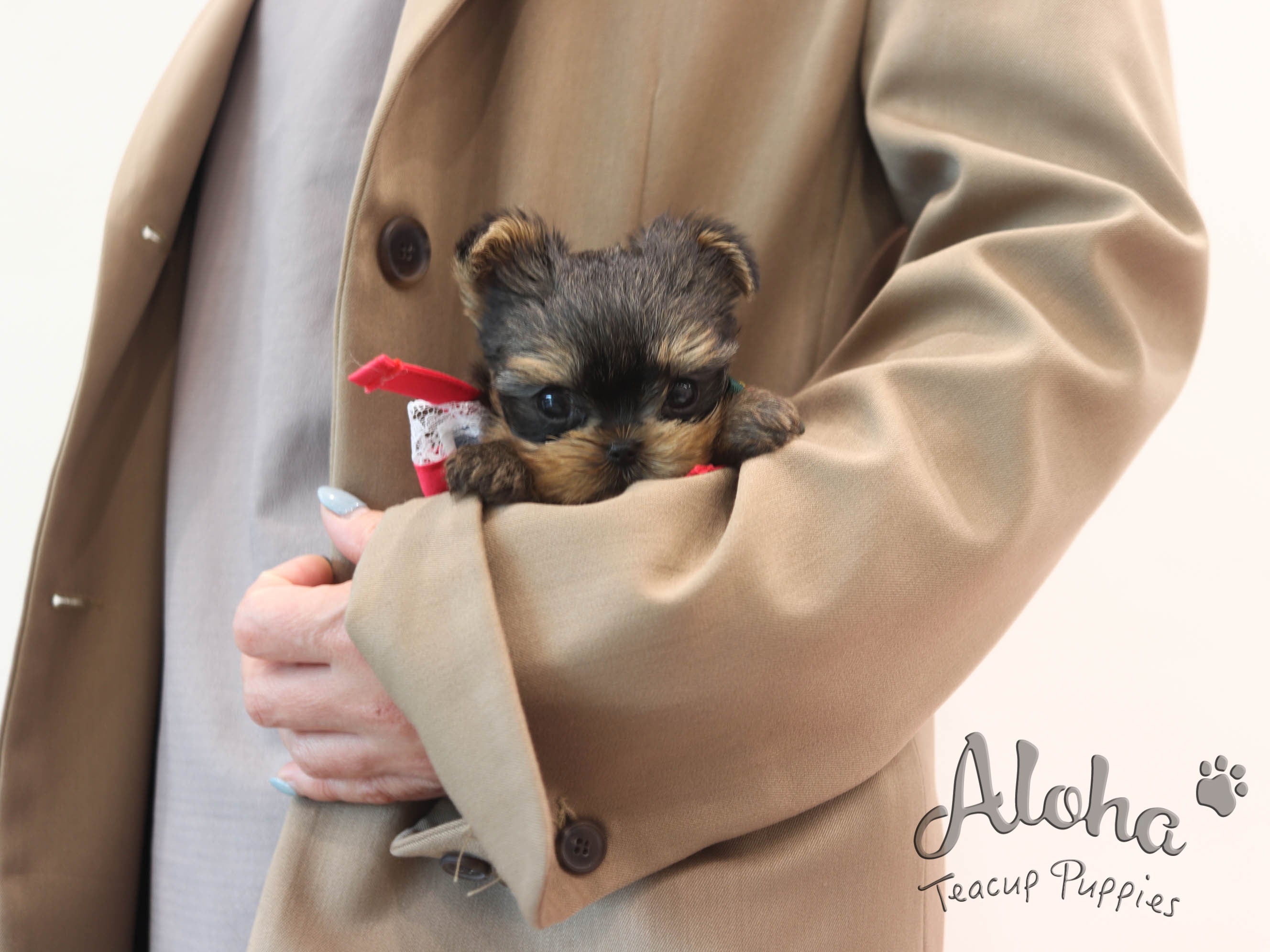 Heidi [TEACUP YORKIE]