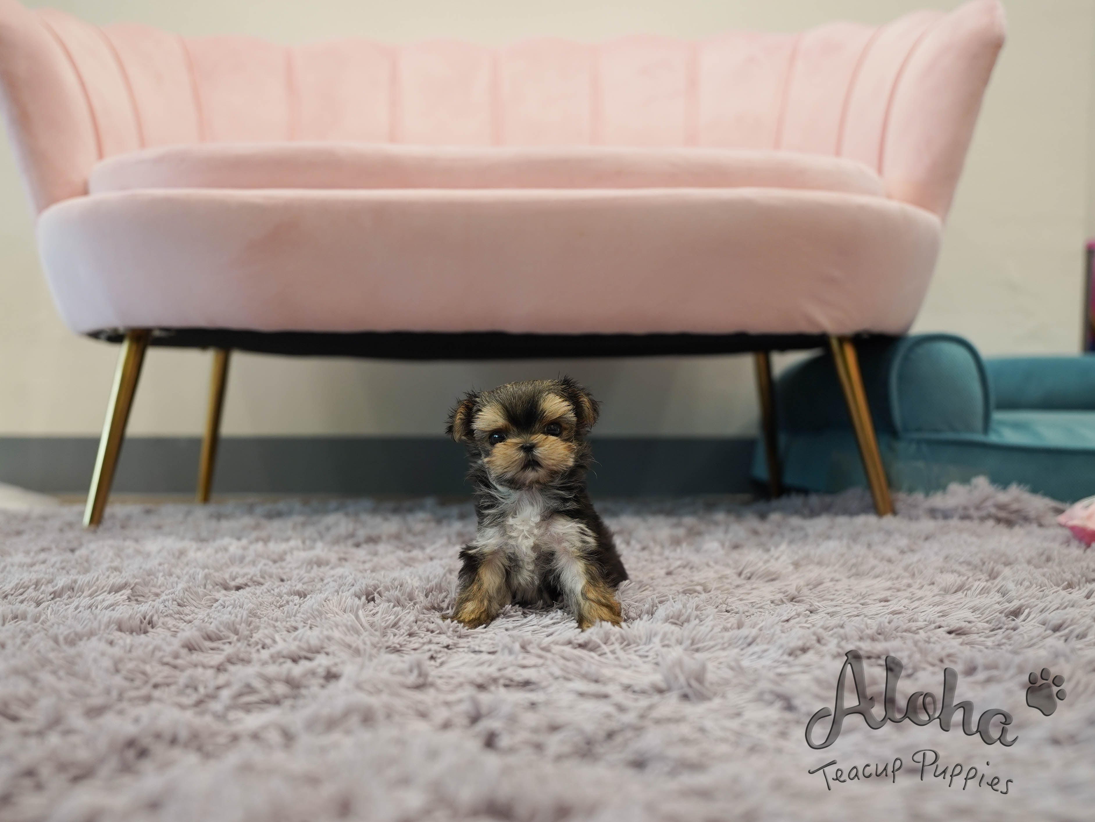 MAYA [TEACUP MORKIE]
