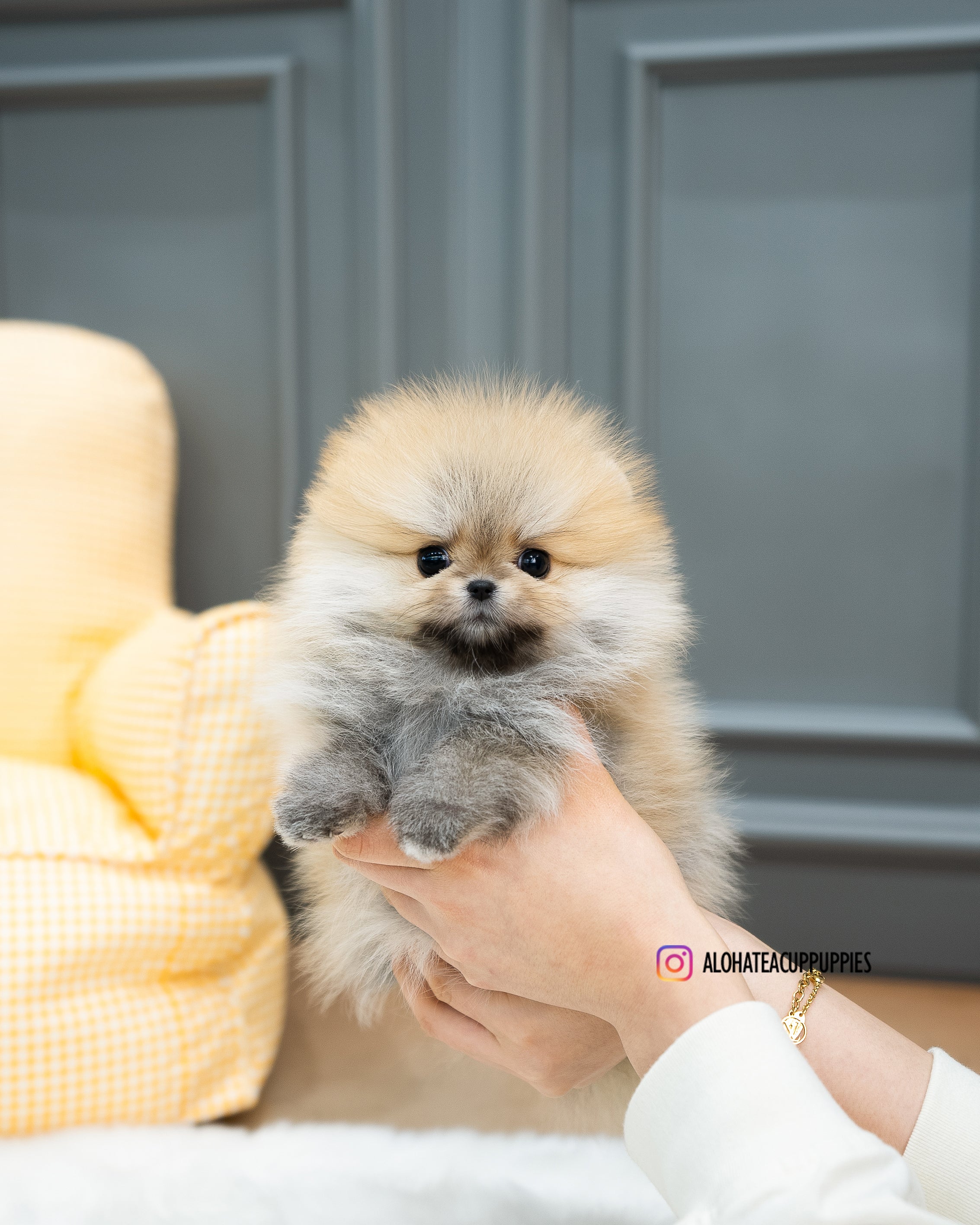 Reese [TEACUP POMERANIAN]