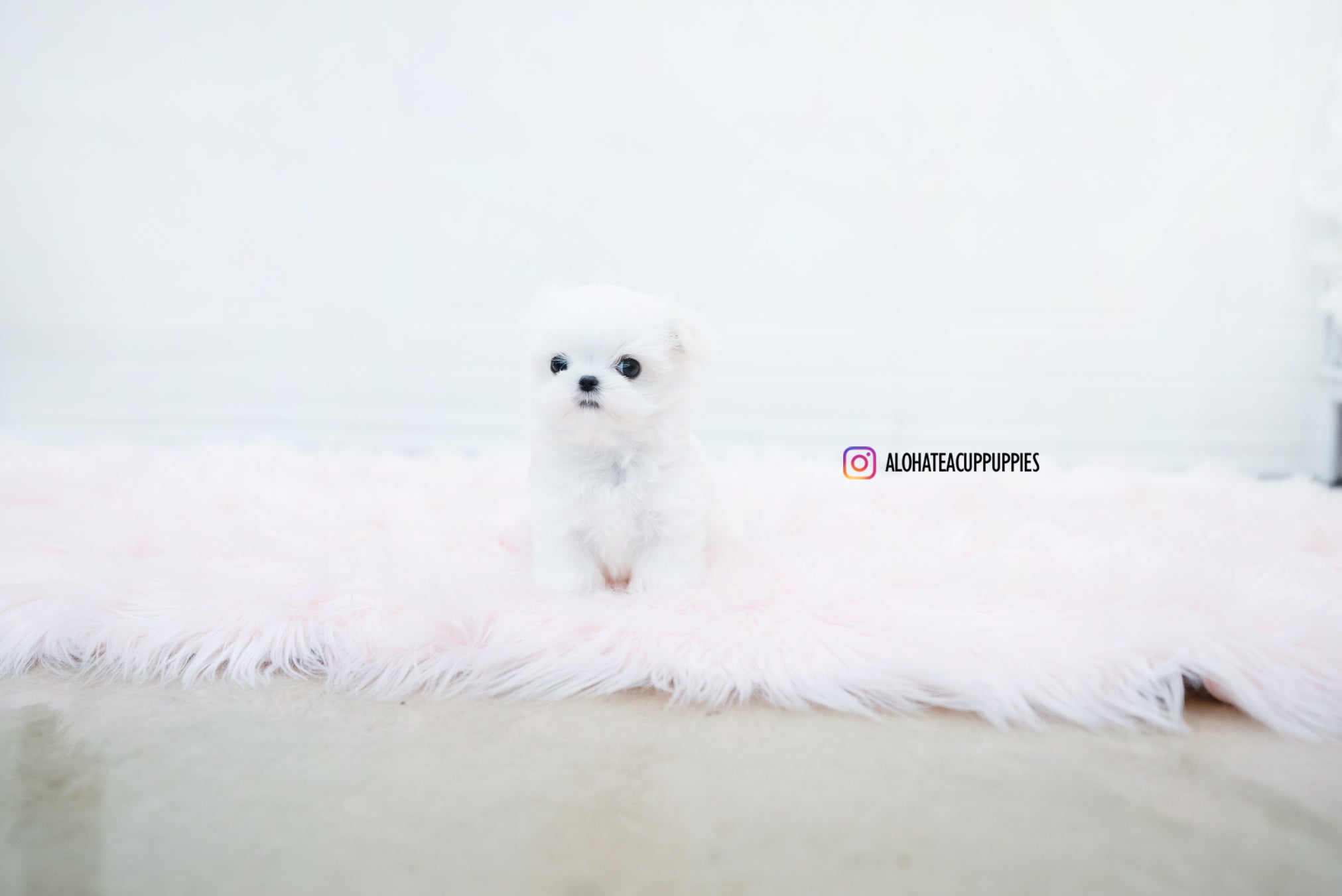 Noah [TEACUP MALTESE]