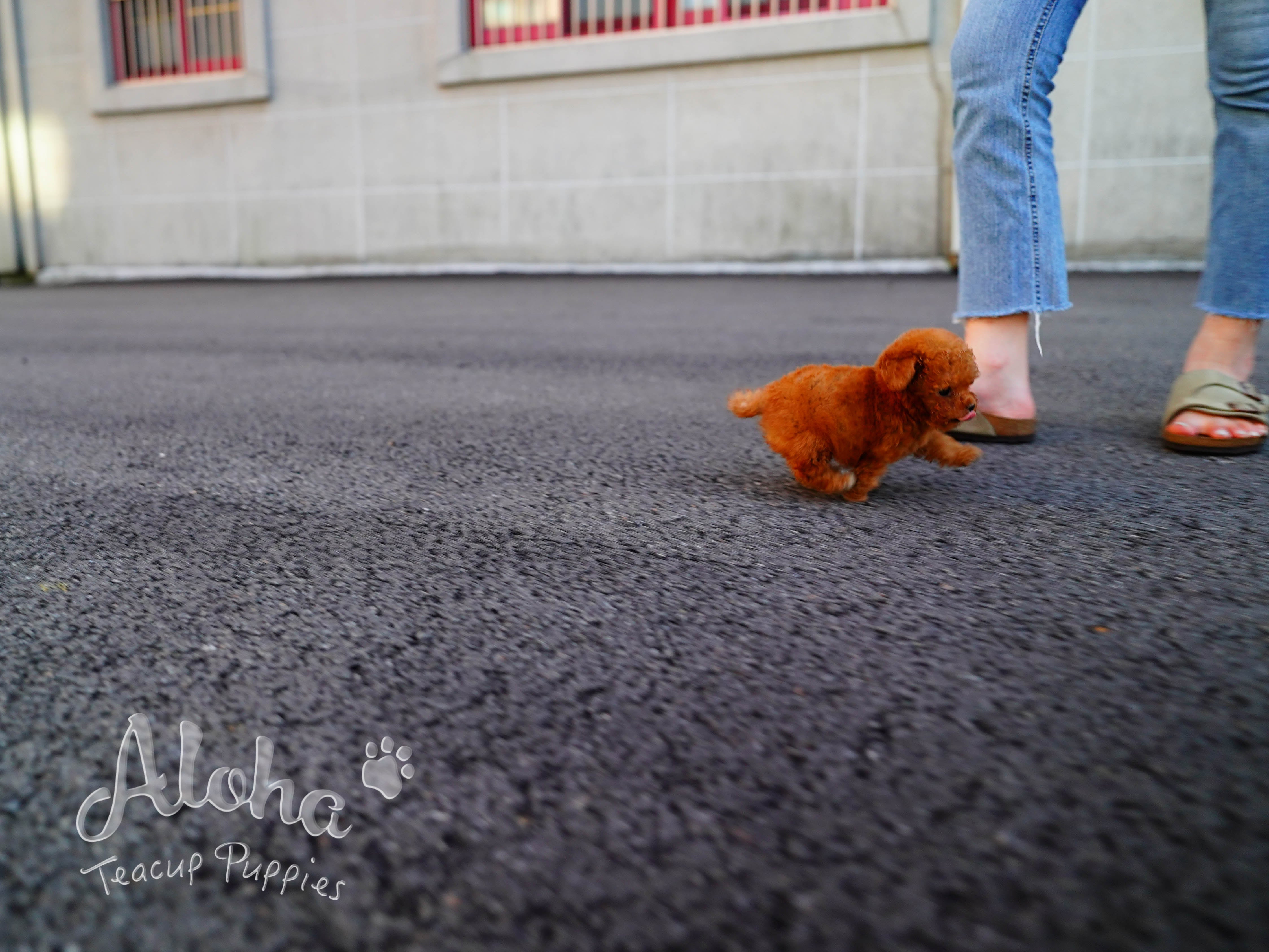Pepsi [TEACUP POODLE]
