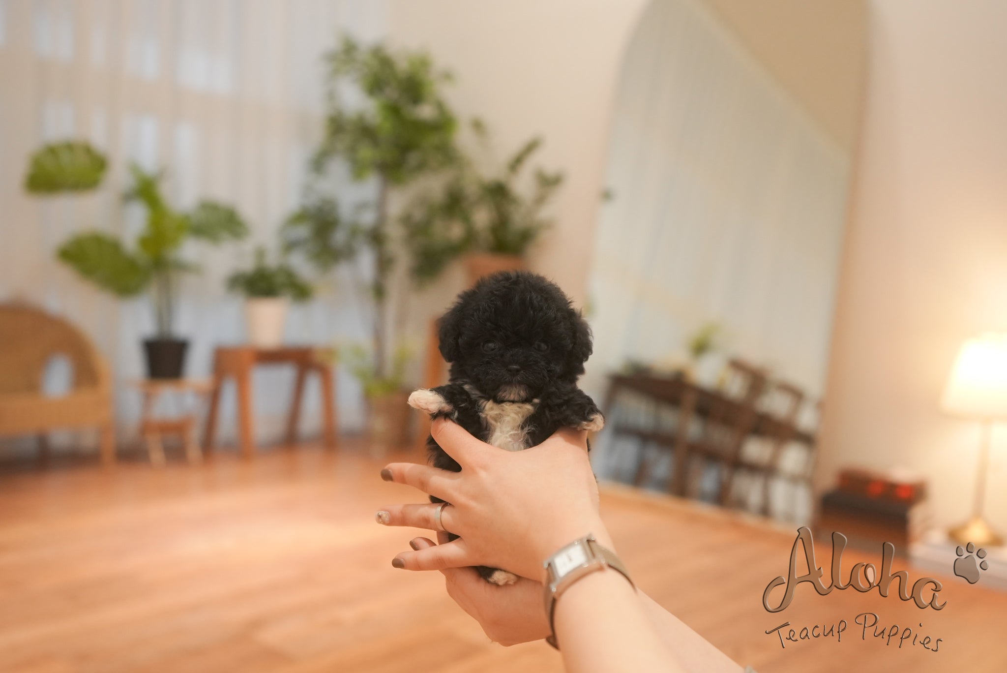 Remi [TEACUP POODLE]