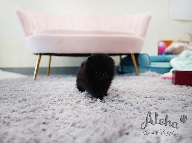 Lulu [TEACUP POMERANIAN]