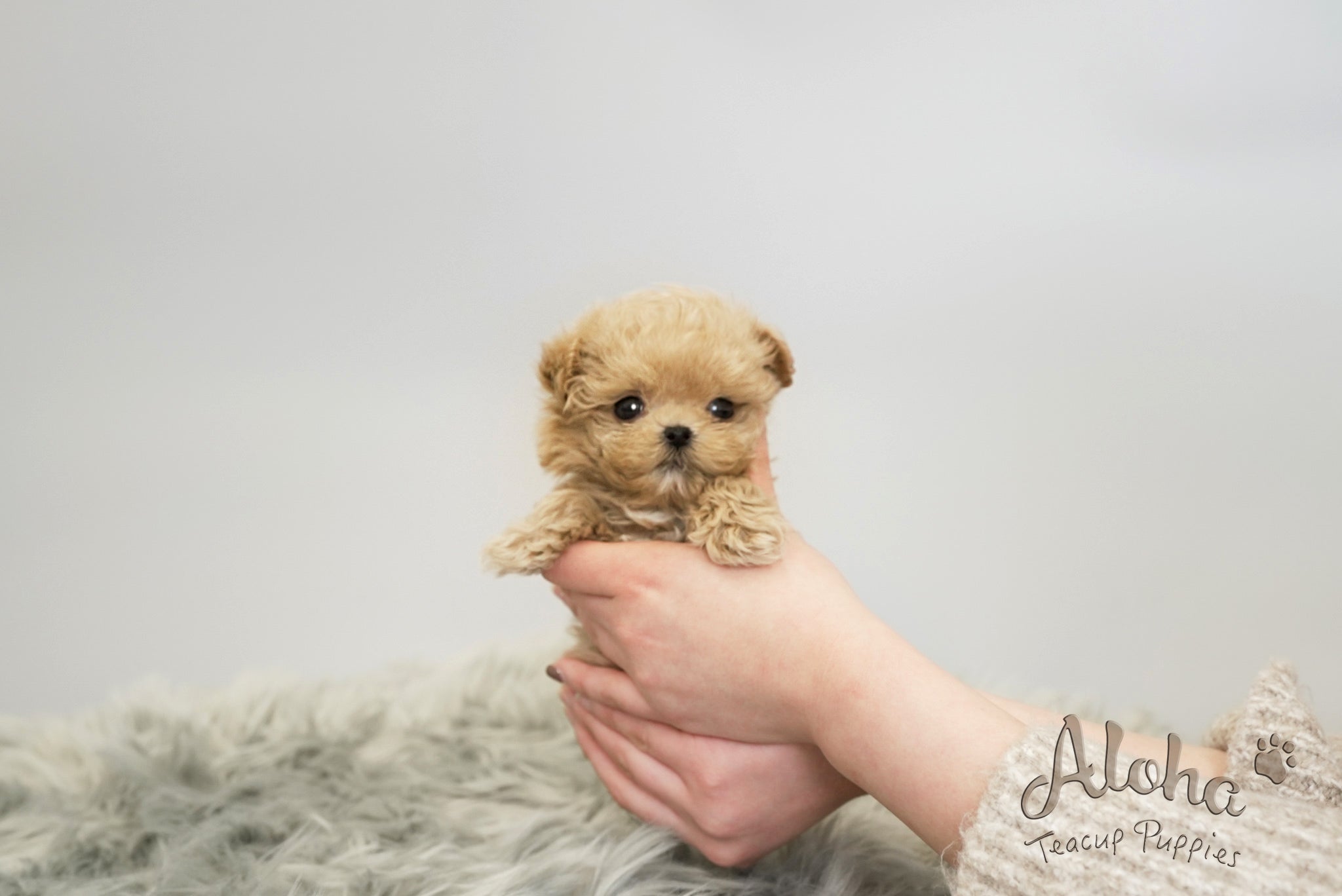 Daisy [TEACUP MALTIPOO]