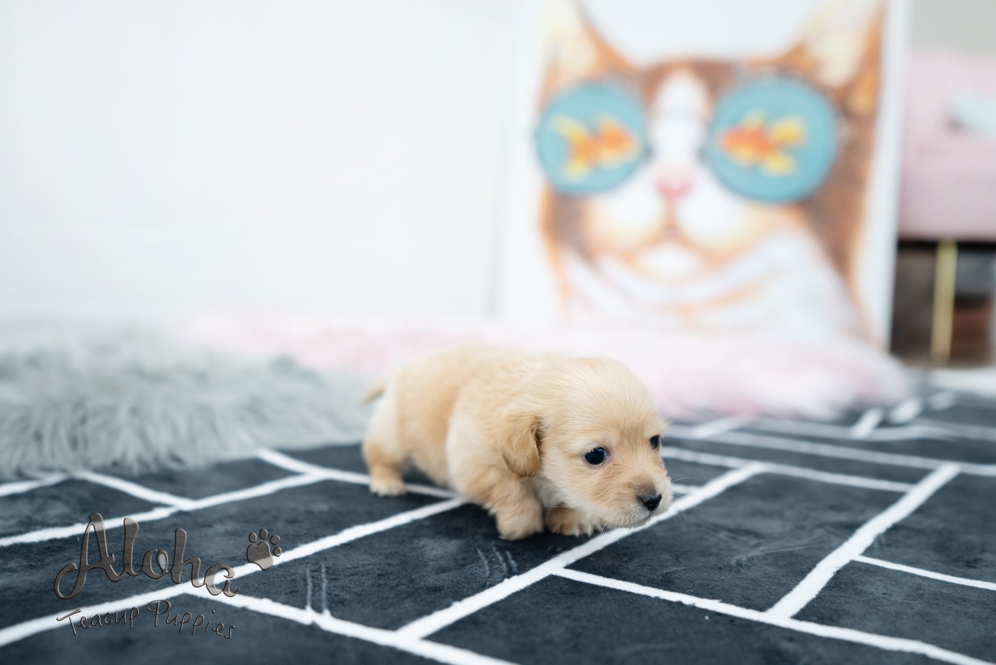 Aaron [TEACUP Dachshund]