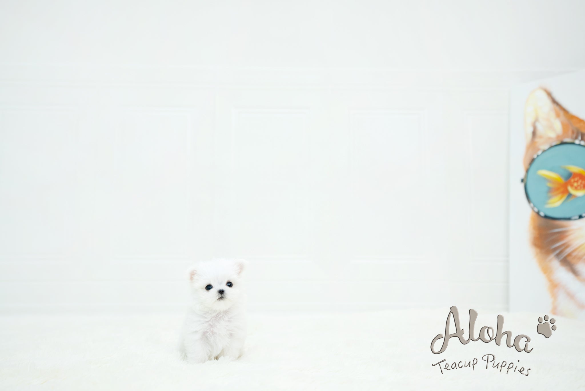 Chloe [TEACUP MALTESE]