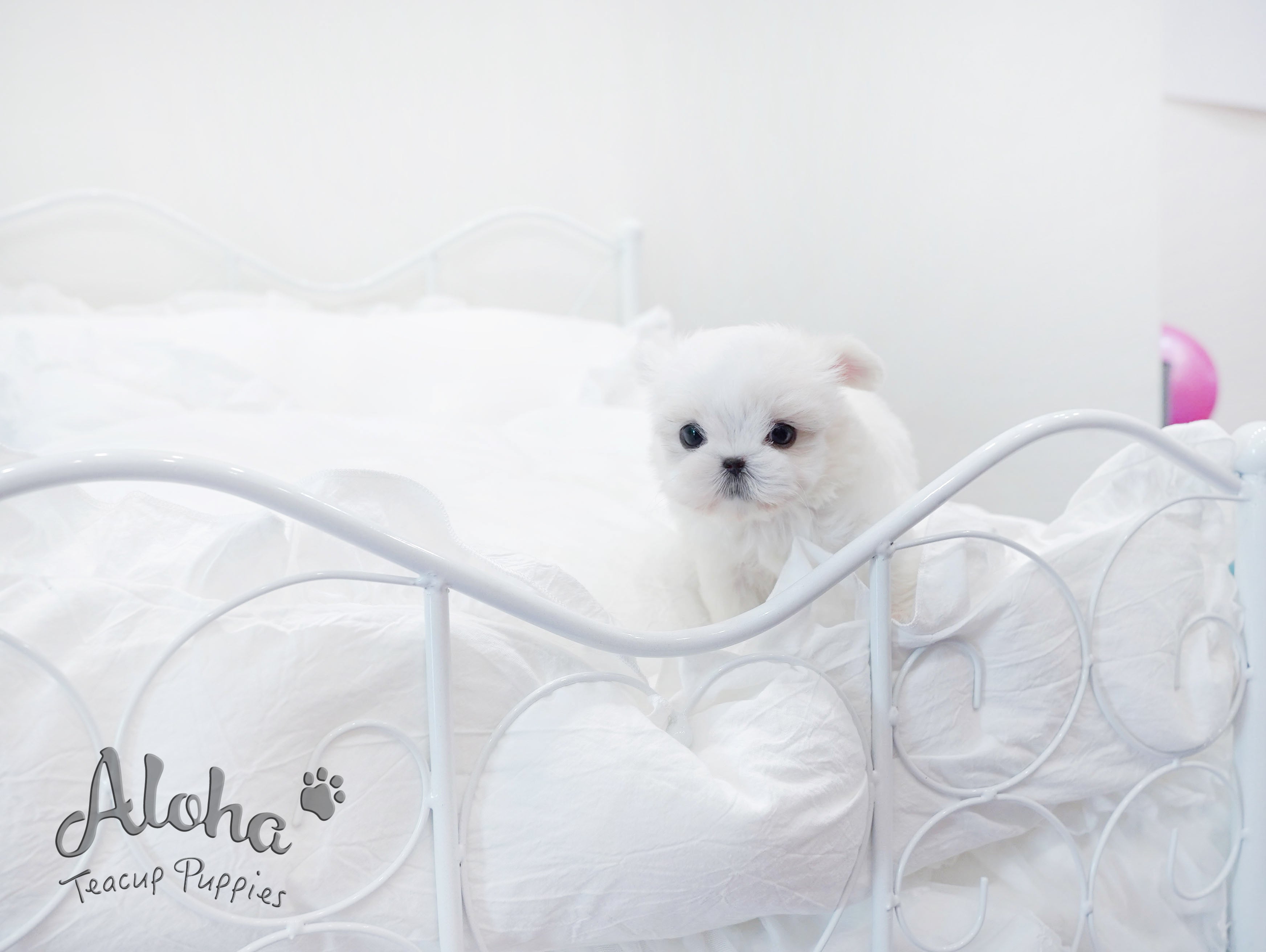 Ben [TEACUP MALTESE]
