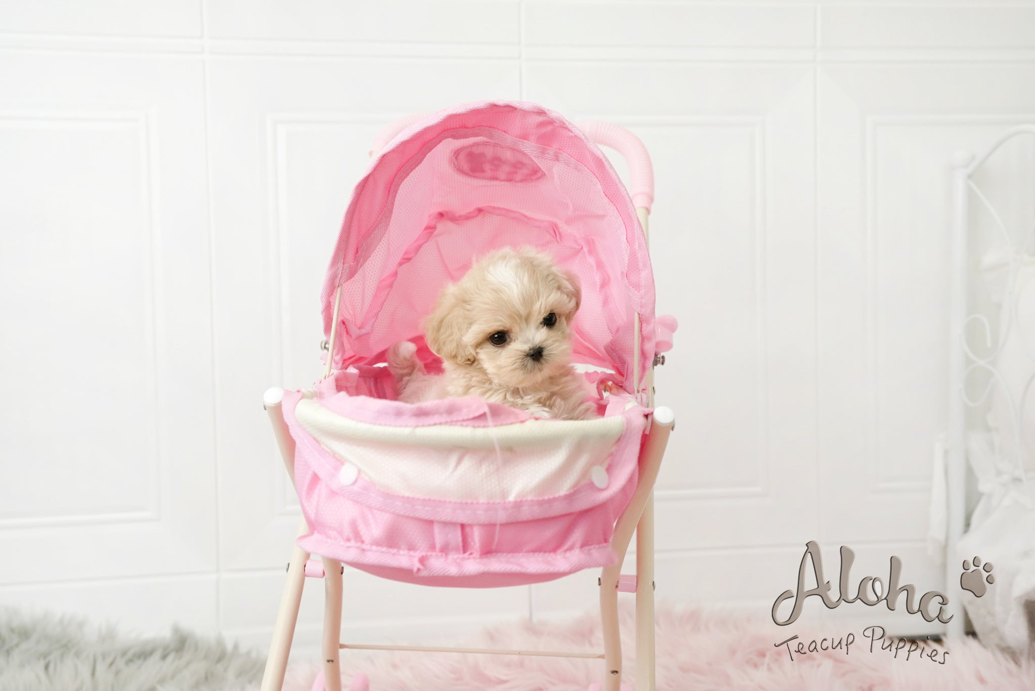 Ann [TEACUP MALTIPOO]