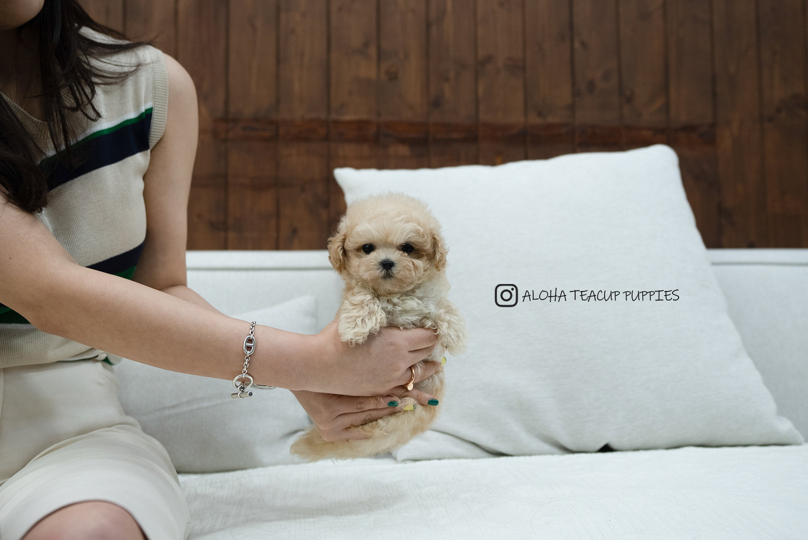 Lottie [TEACUP MALTIPOO]