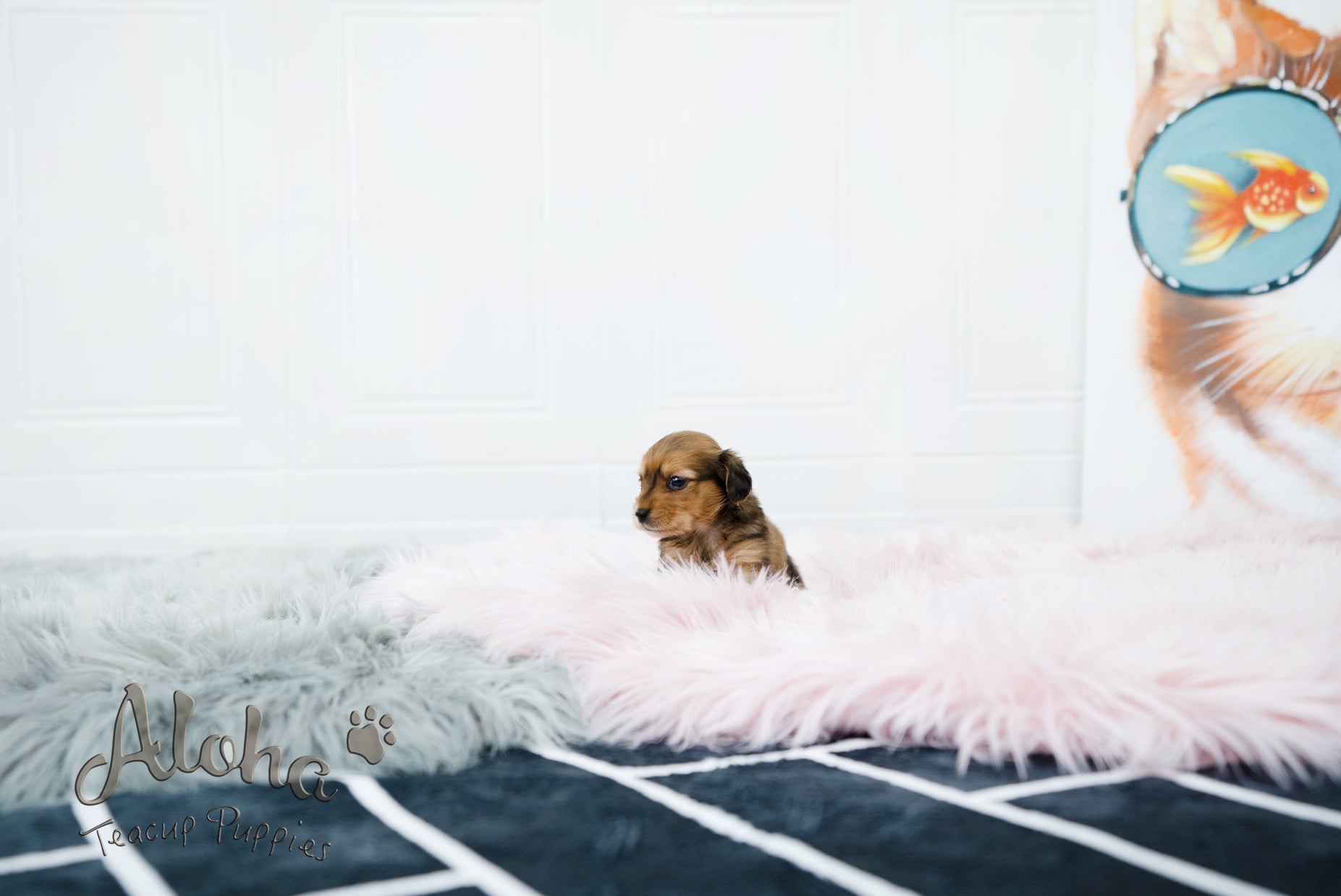 Koda [TEACUP DACHSHUND]