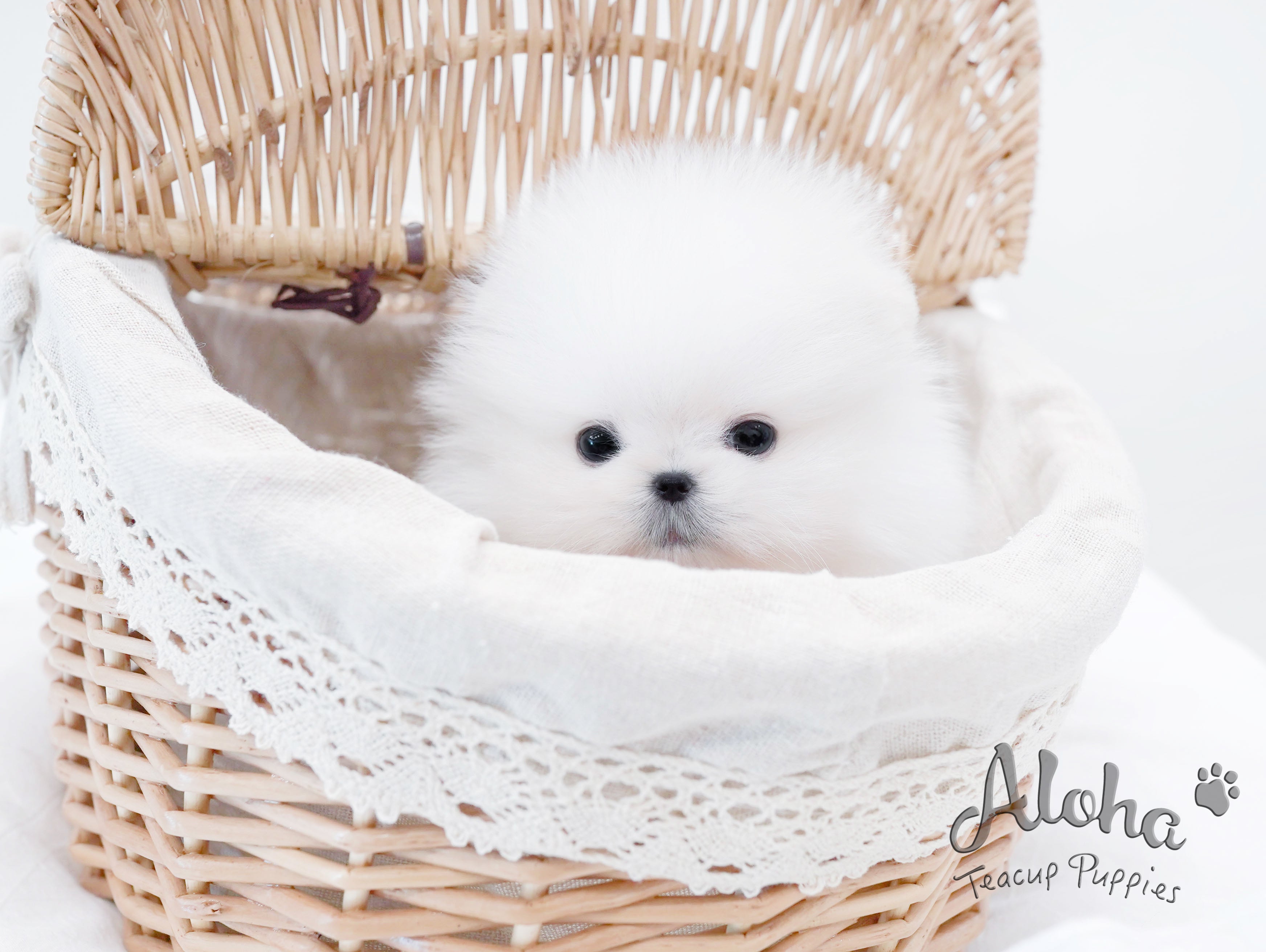 Urus [TEACUP POMERANIAN]