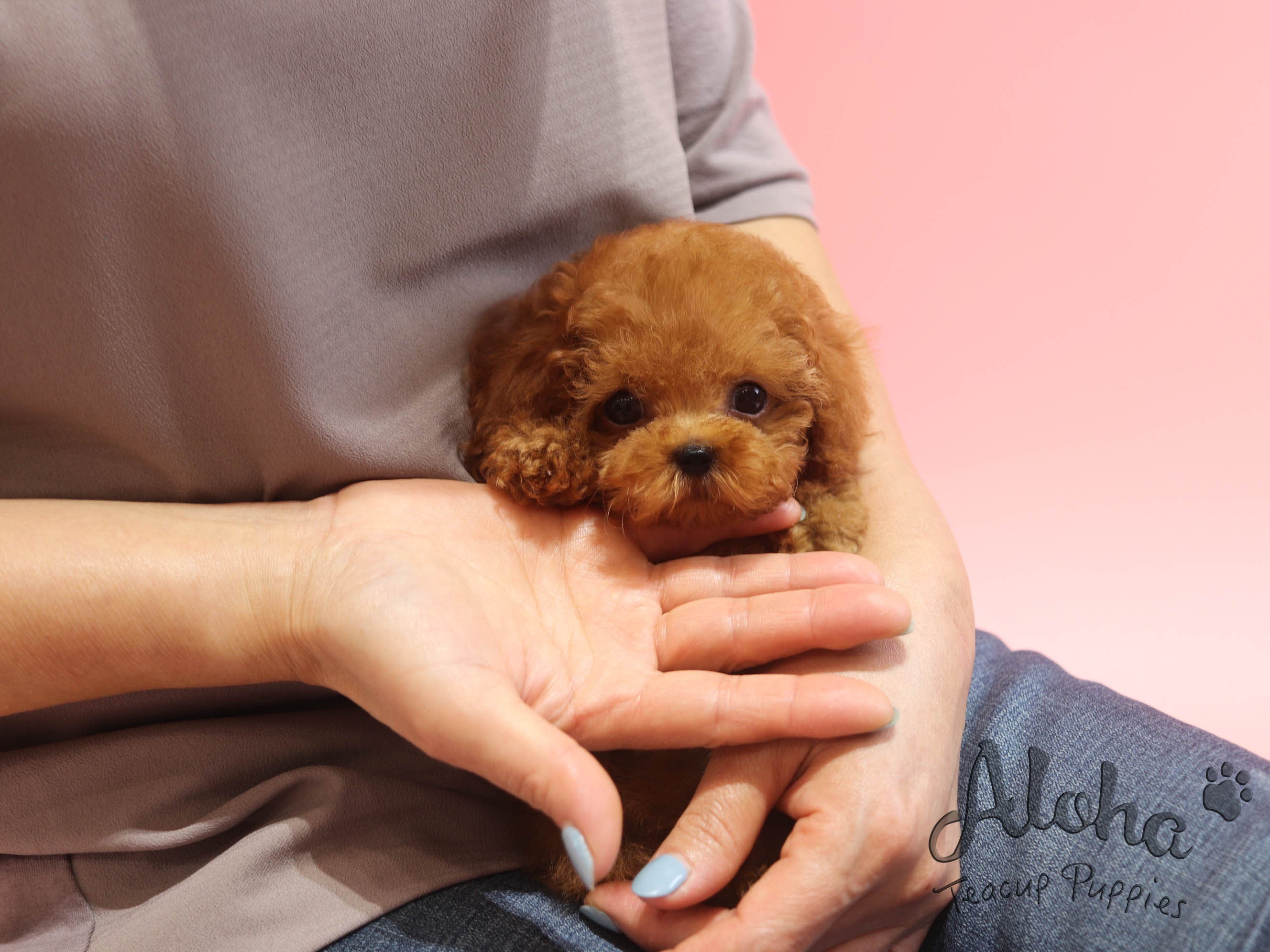 Benz [TEACUP Maltipoo]