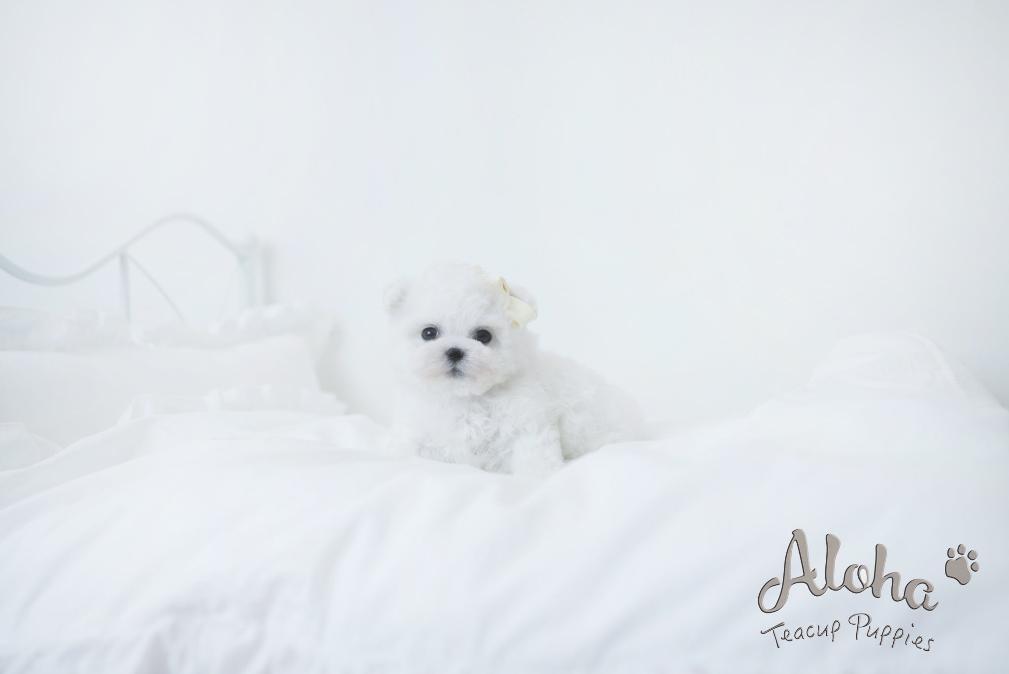 Oatmeal [TEACUP Bichon]