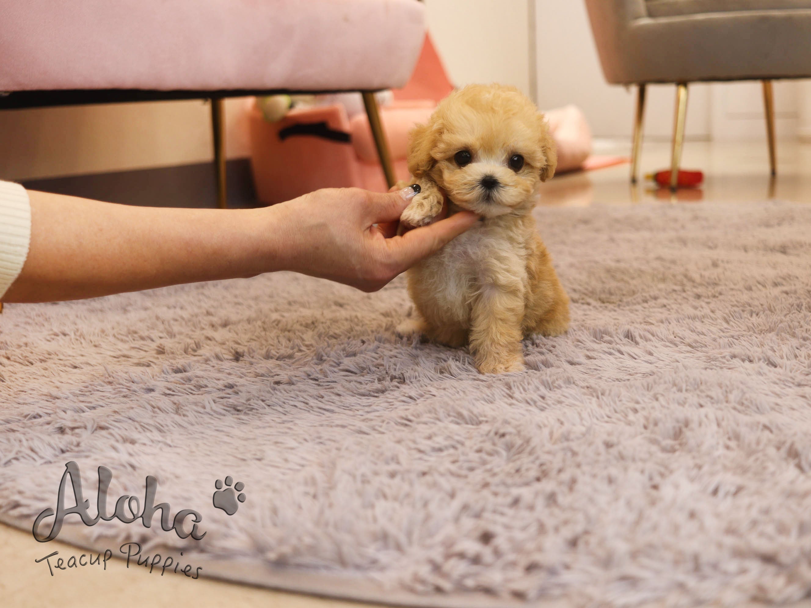Burberry [TEACUP MALTIPOO]