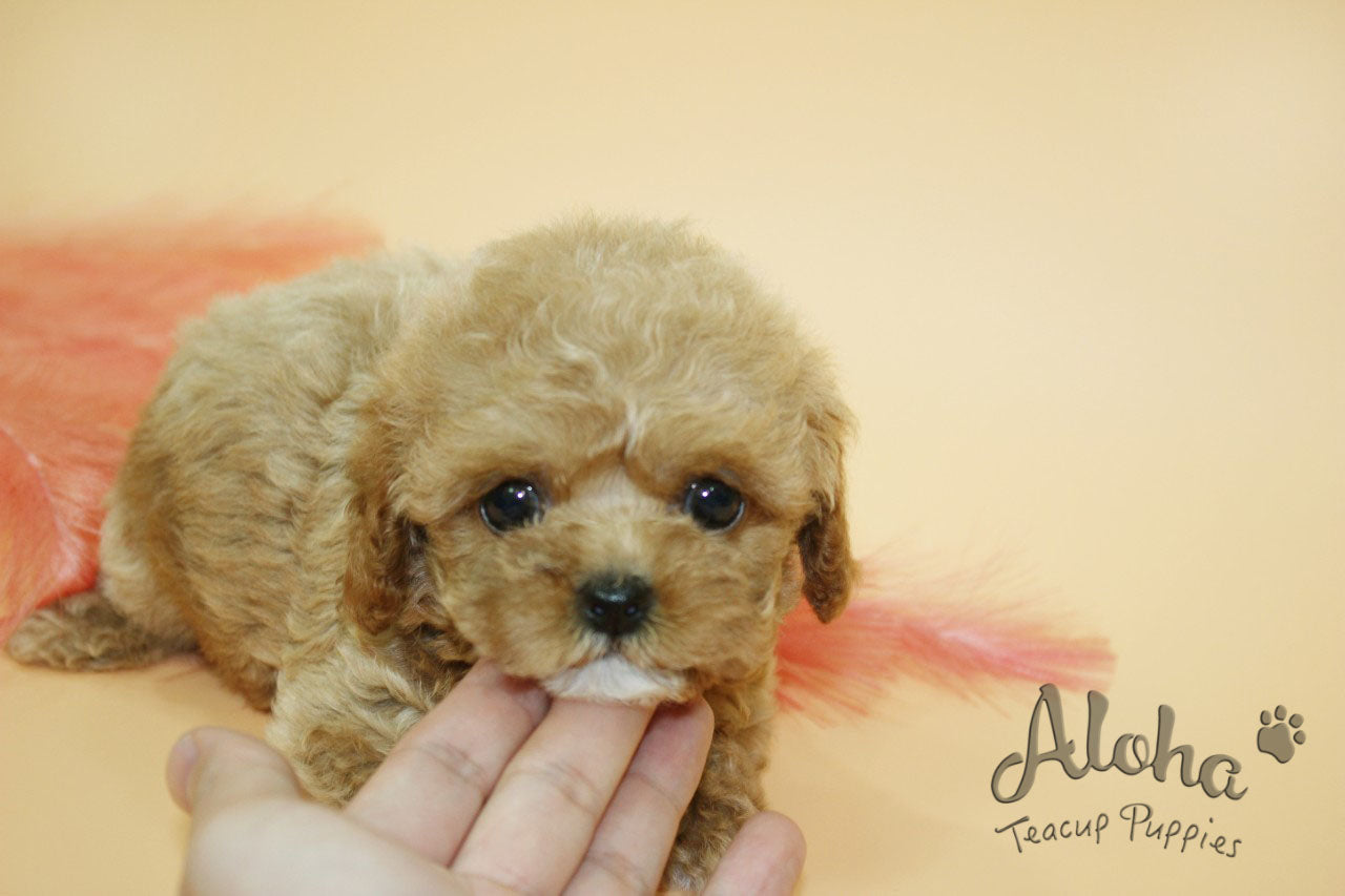 JANE [TEACUP MALTIPOO]