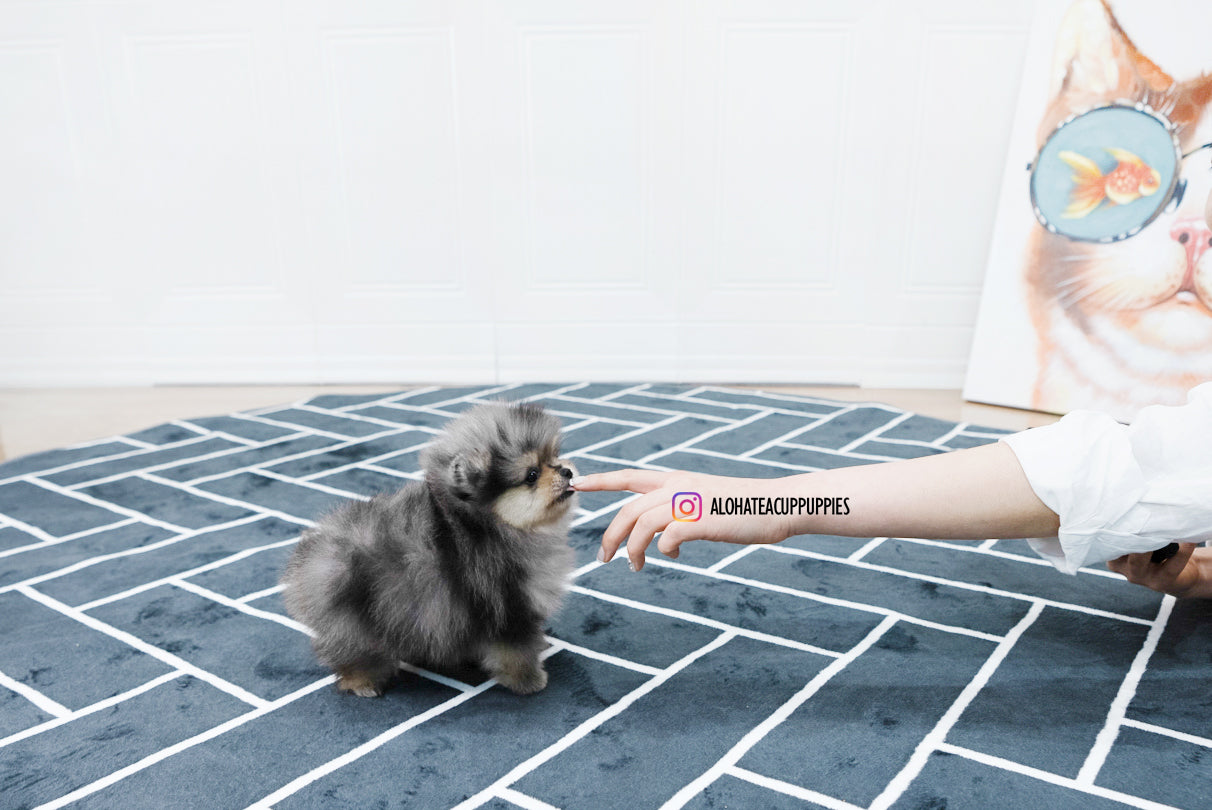 Felix [TEACUP POMERANIAN]