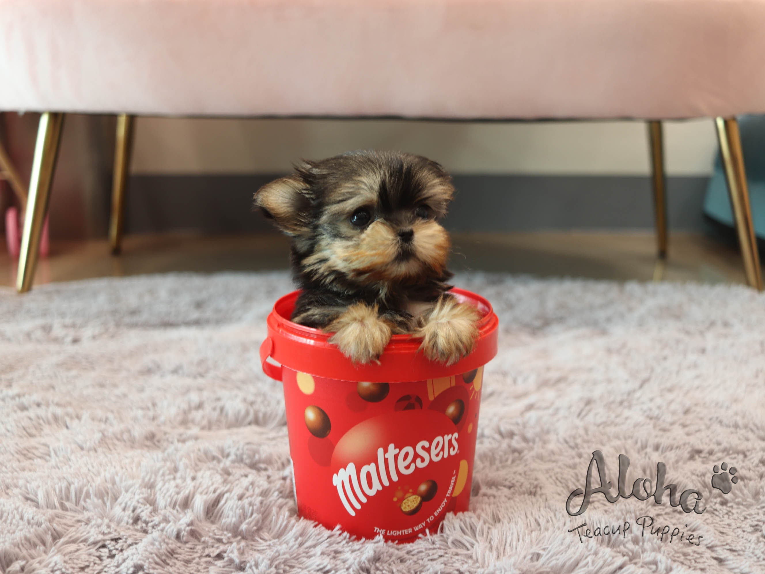 Lola [TEACUP Morkie]