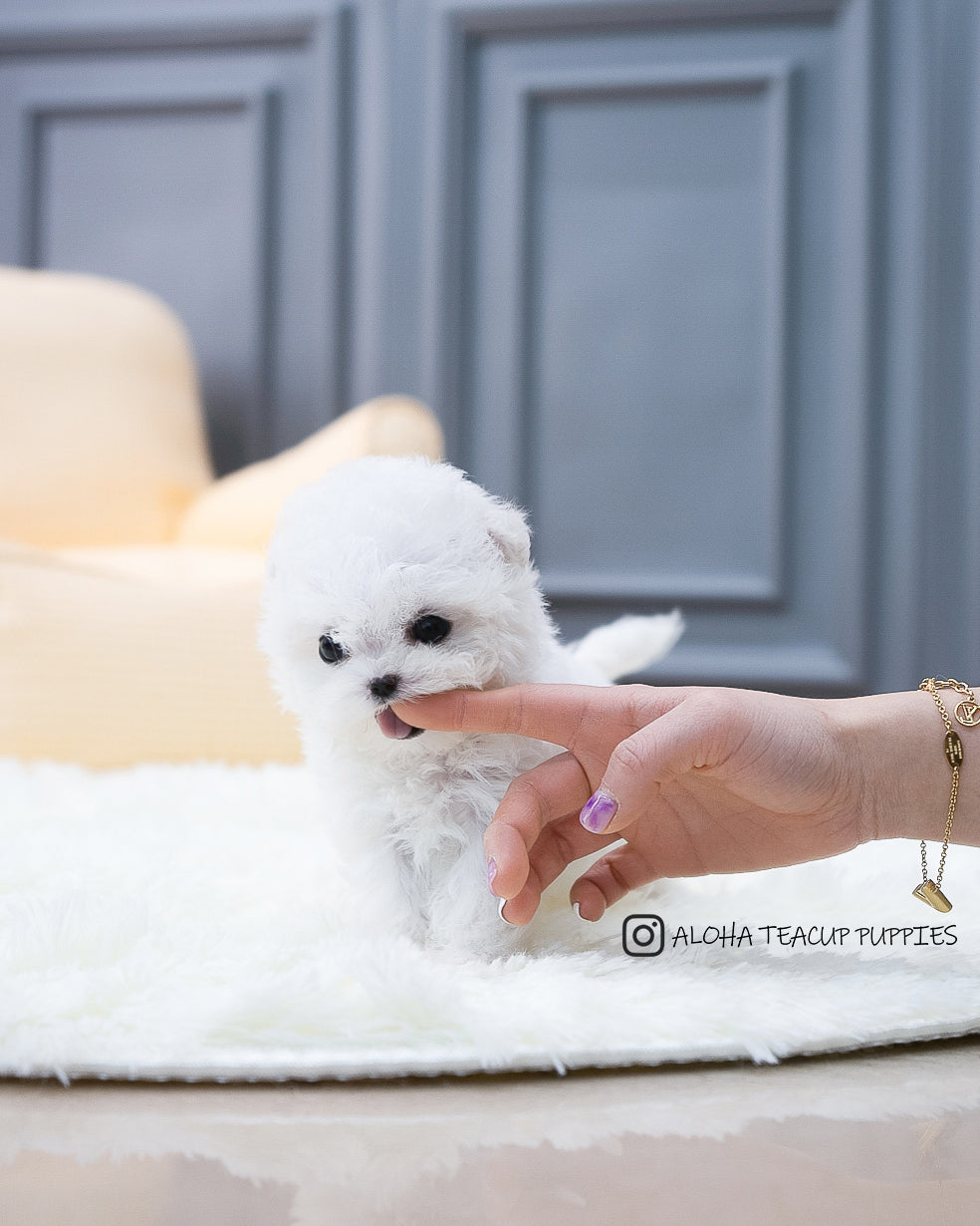Ashley [TEACUP BICHON]