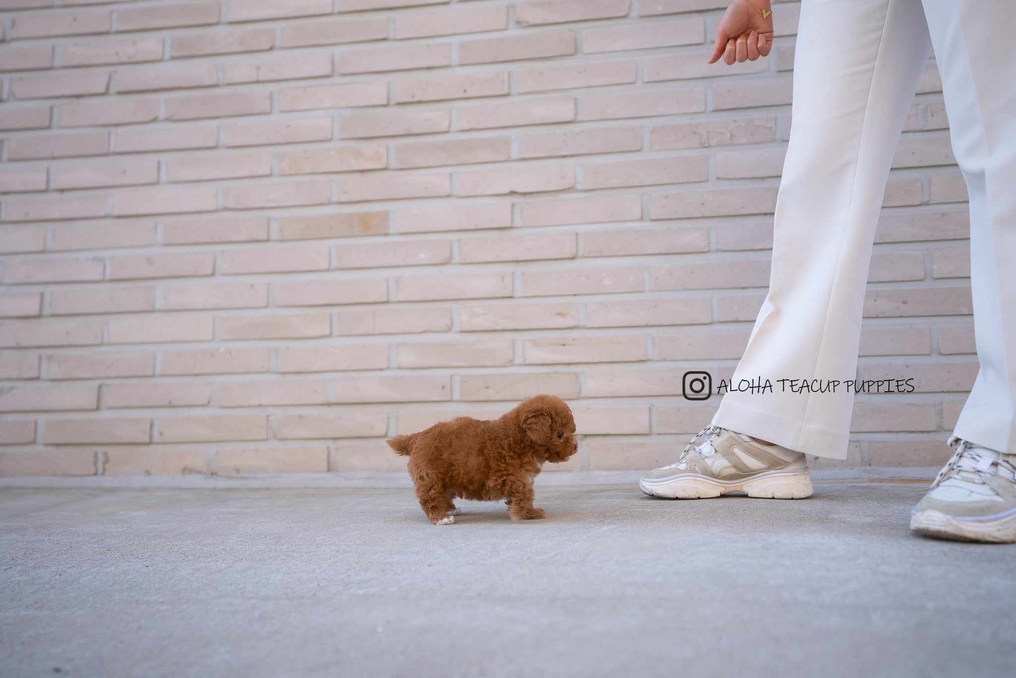 Theo [TEACUP POODLE]