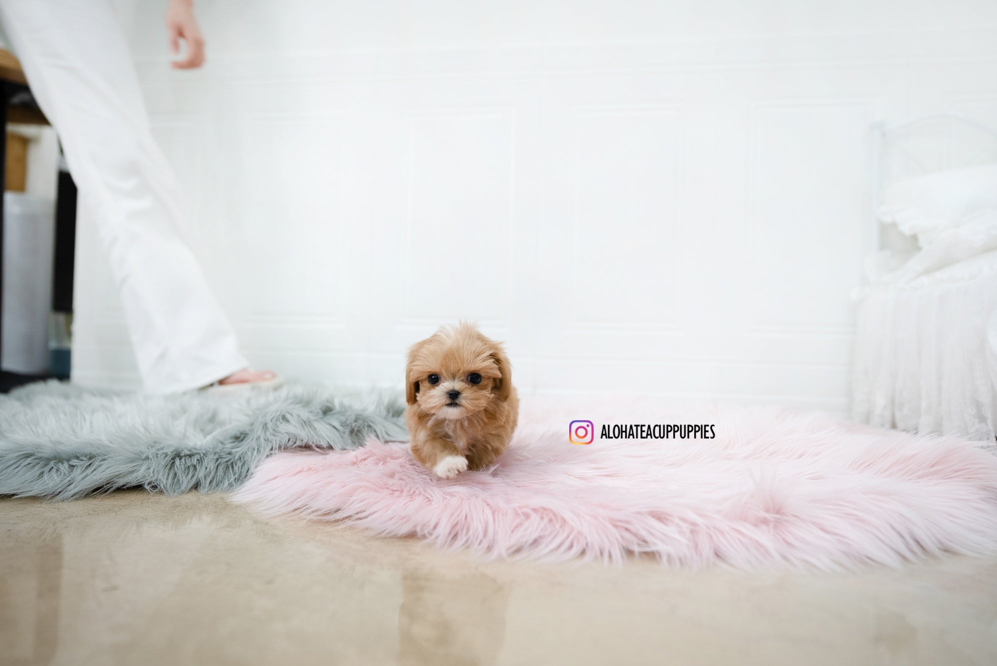 Nora [TEACUP MALTIPOO]