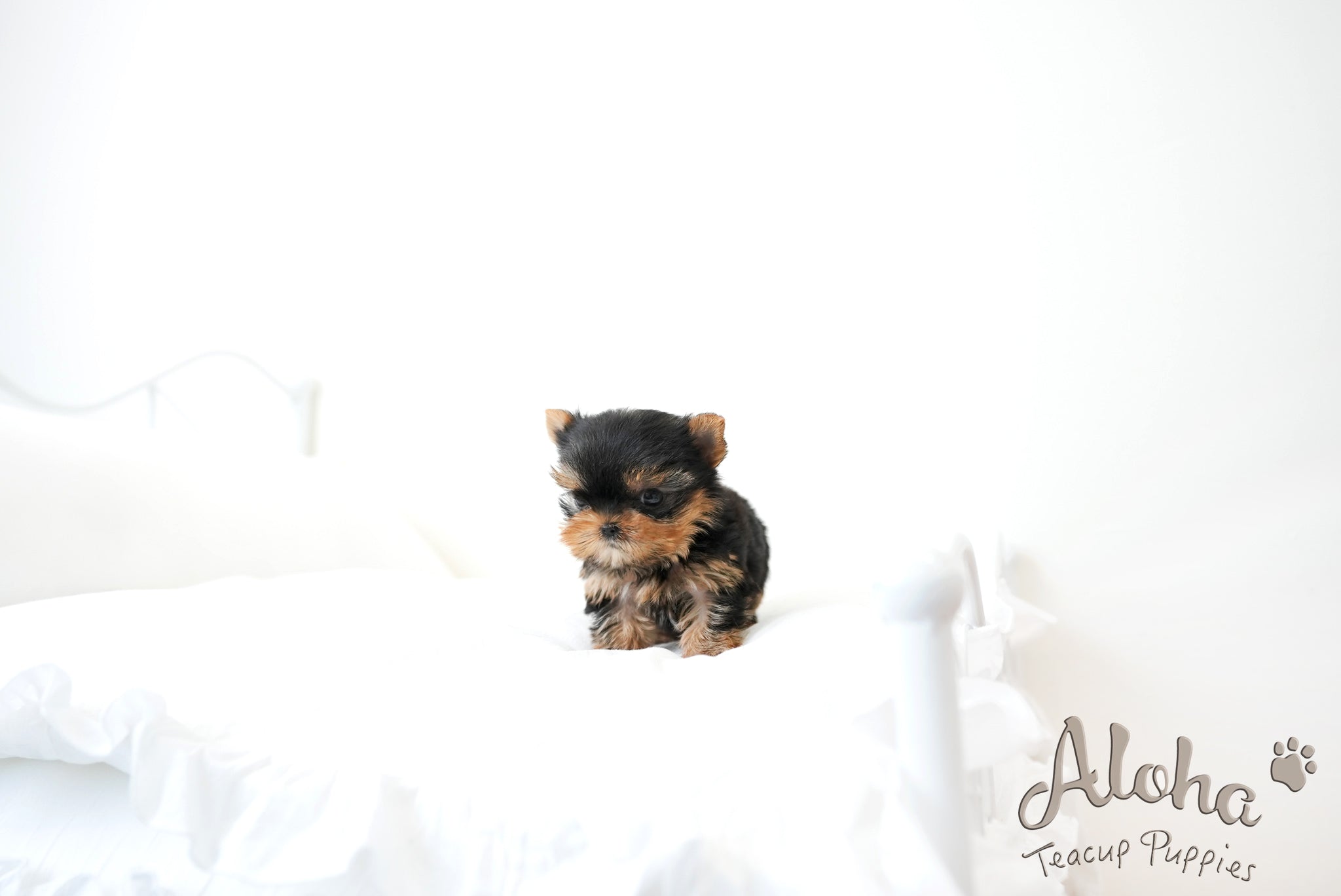 Finn [TEACUP YORKIE]