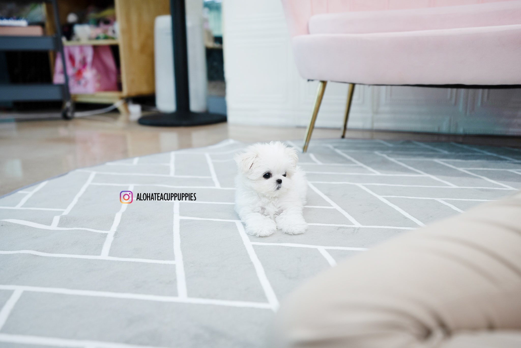 Nina [TEACUP MALTESE]