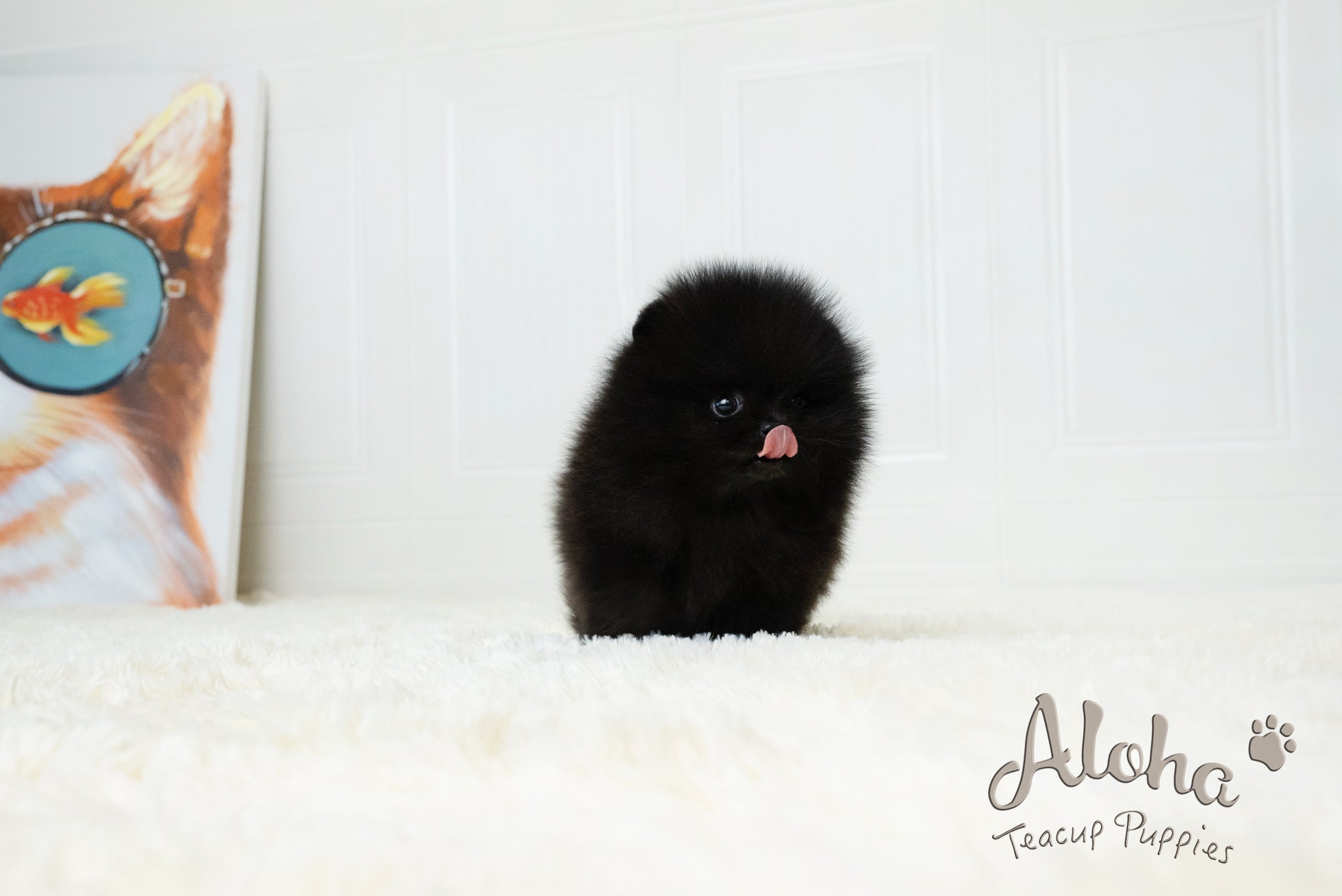 Dante [TEACUP POMERANIAN]