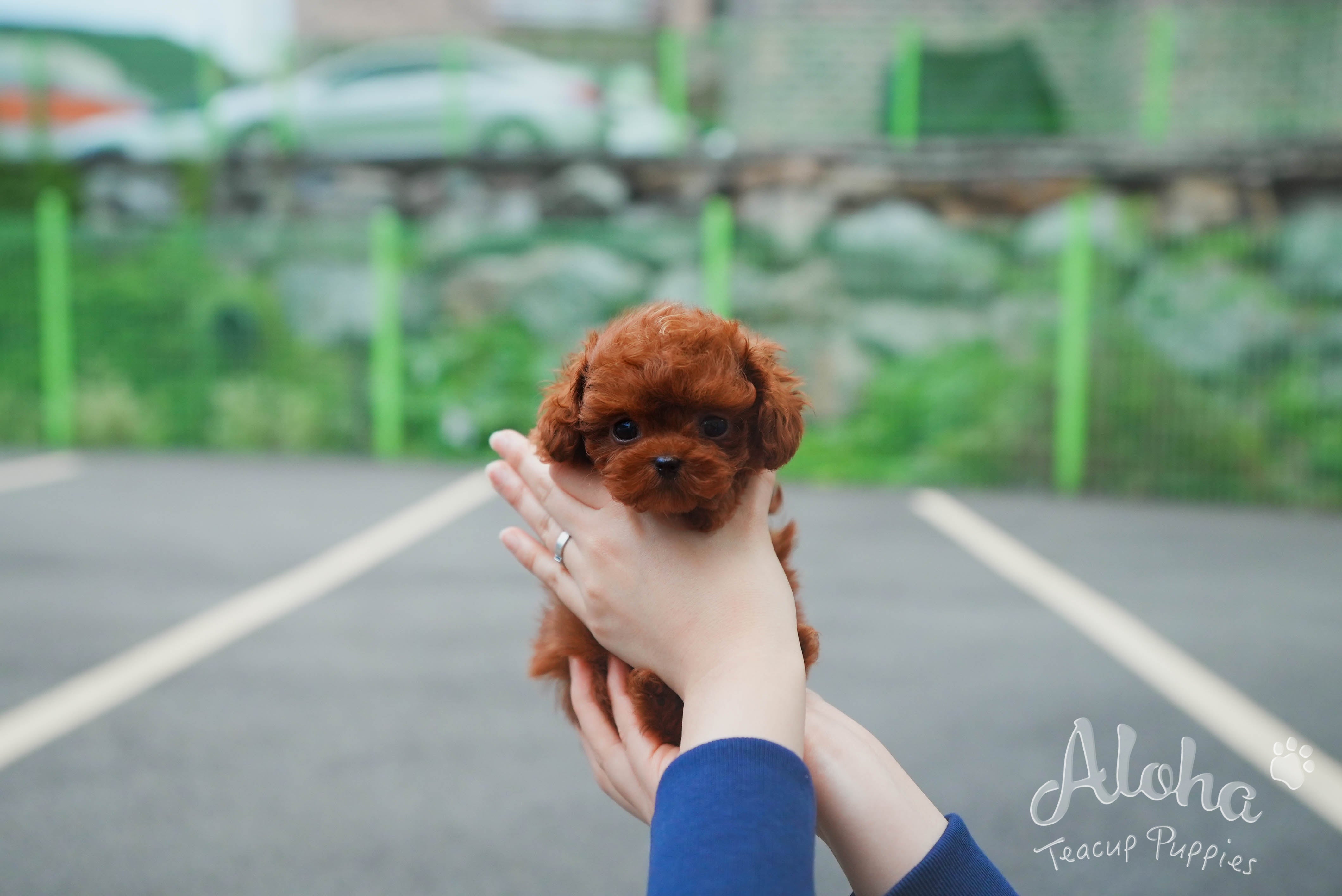 Cora [TEACUP POODLE]