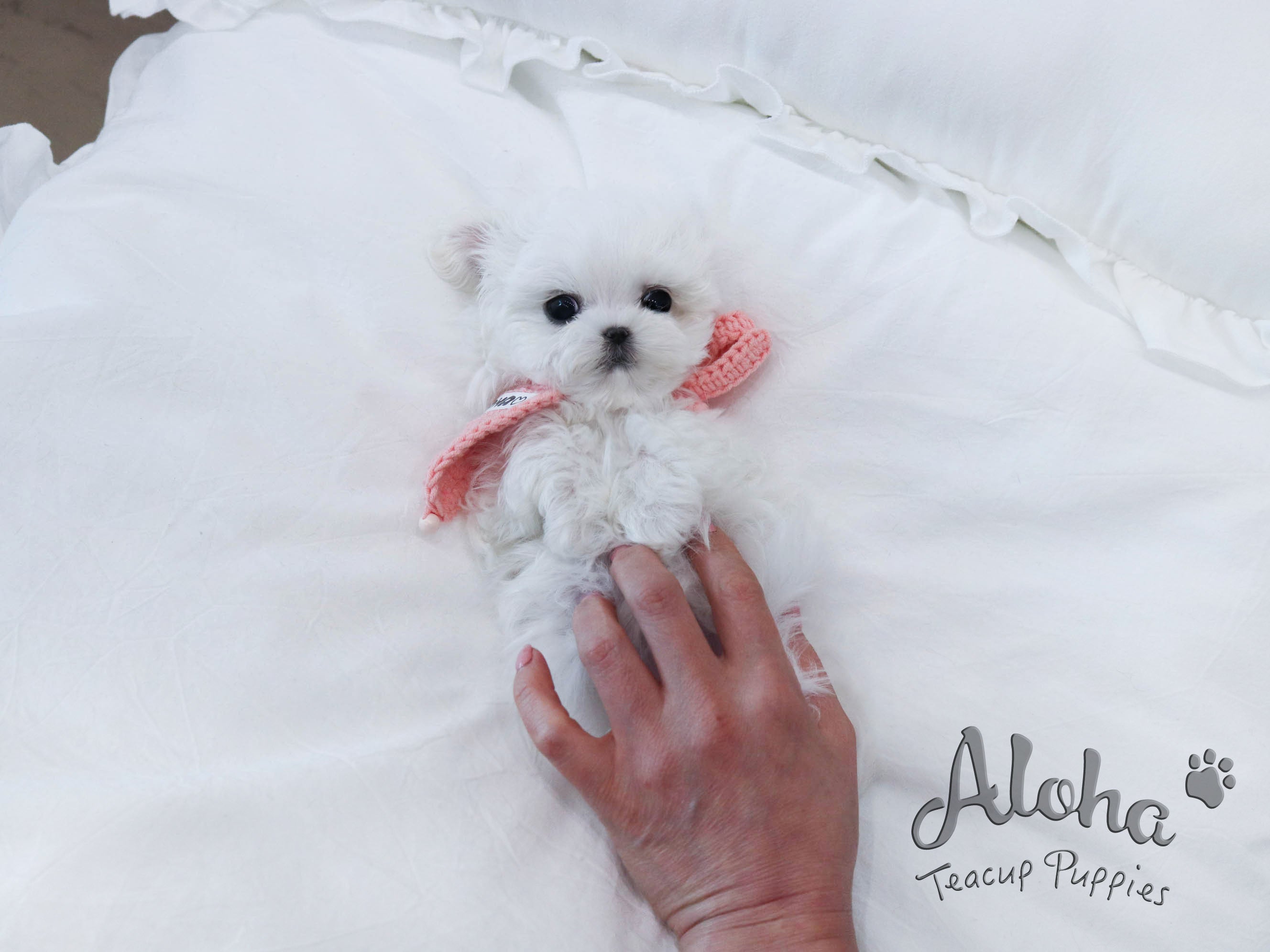 Levi [TEACUP MALTESE]