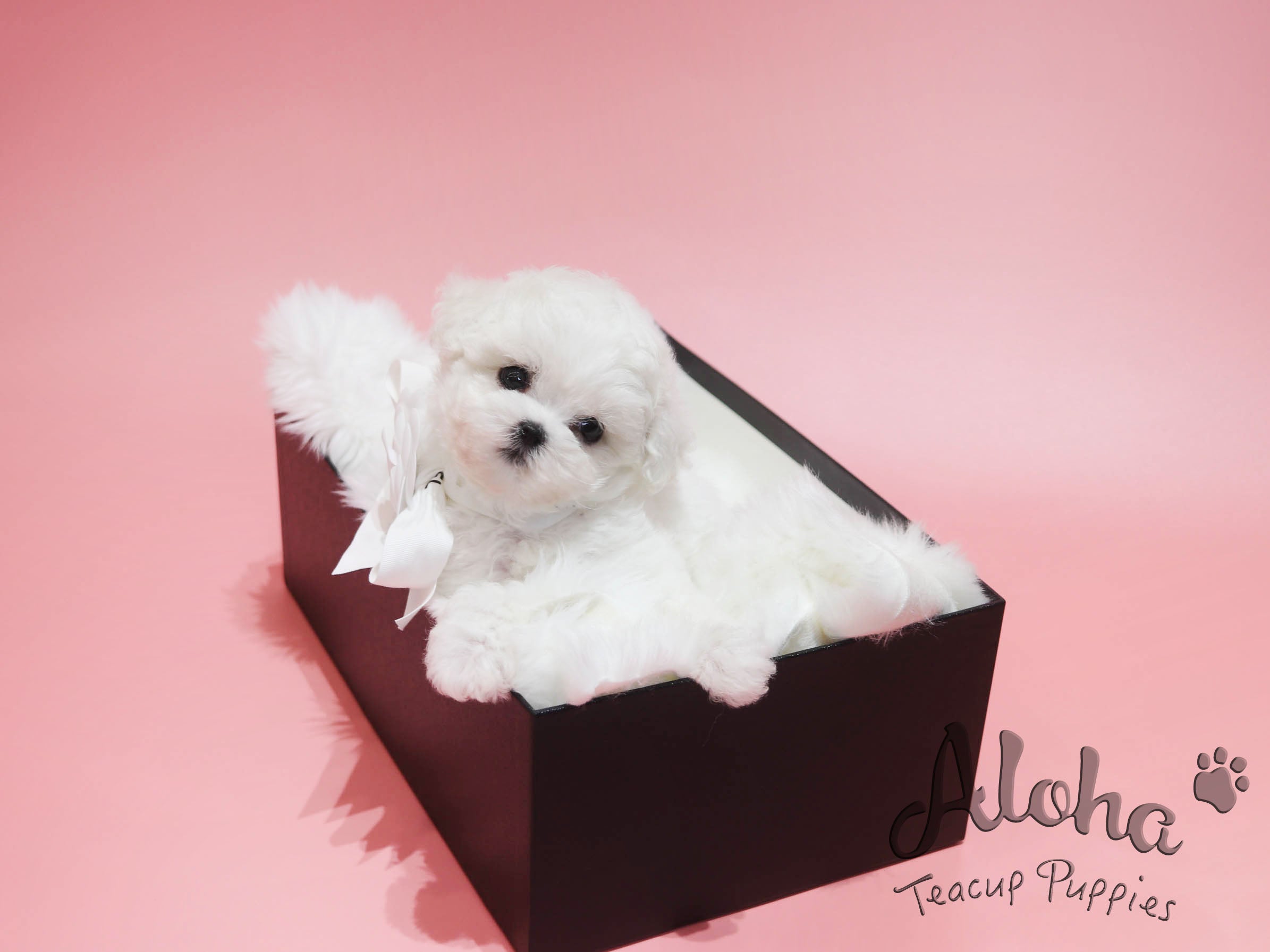 CHANEL [TEACUP BICHON]