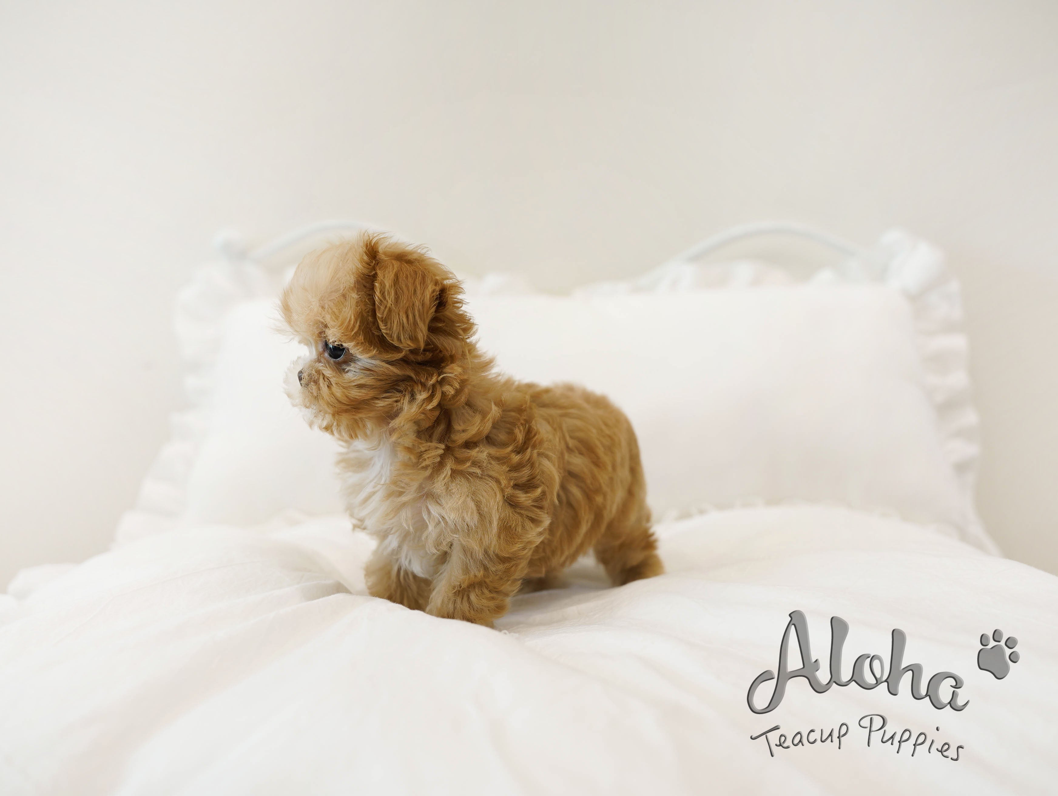 NACHO [TEACUP MALTIPOO]