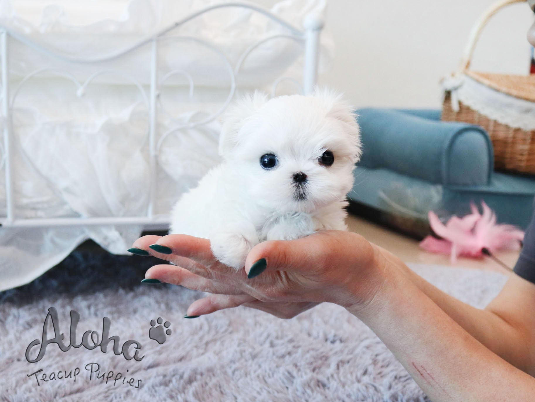 Pawblo [TEACUP MALTESE]