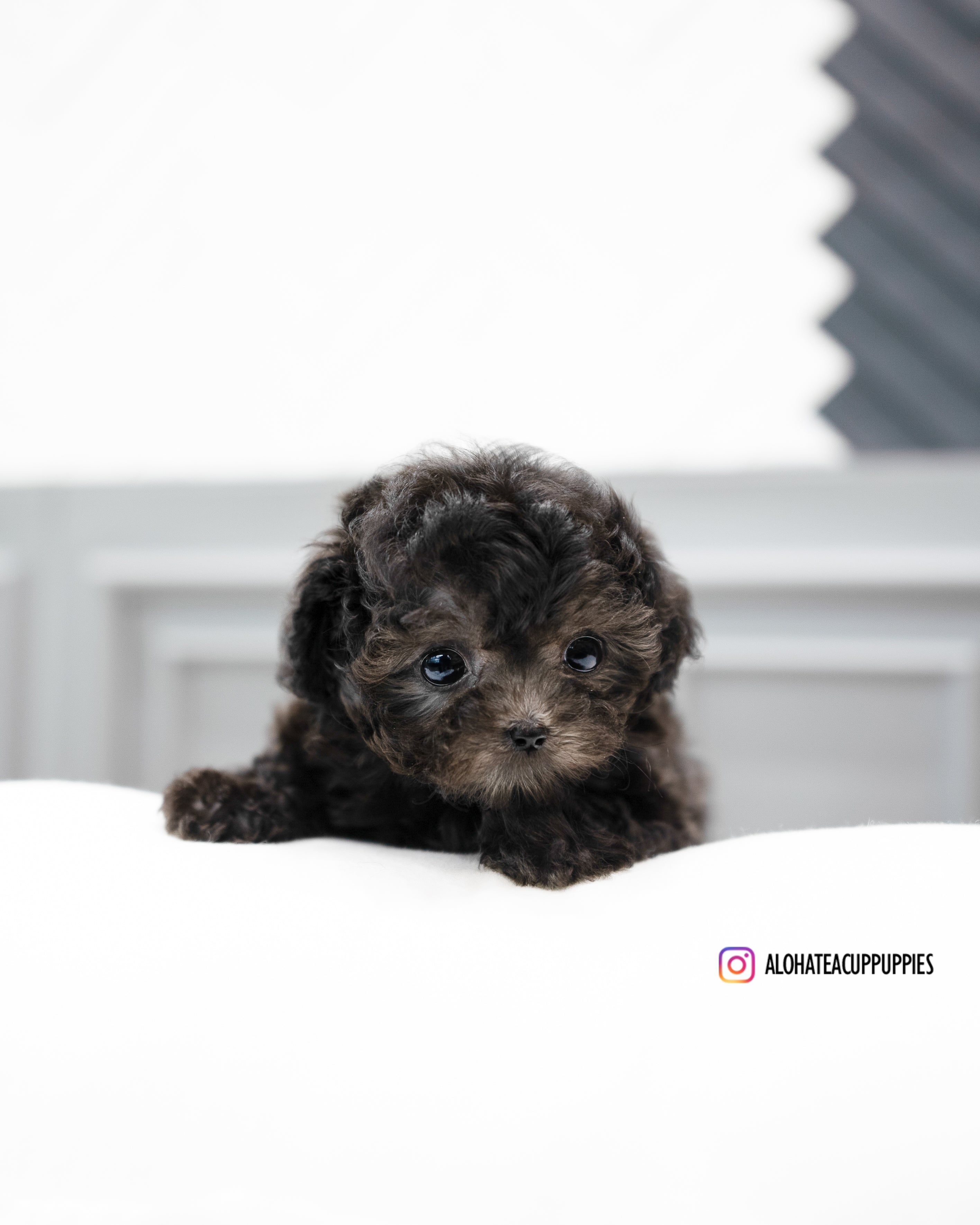 Alice [TEACUP POODLE]