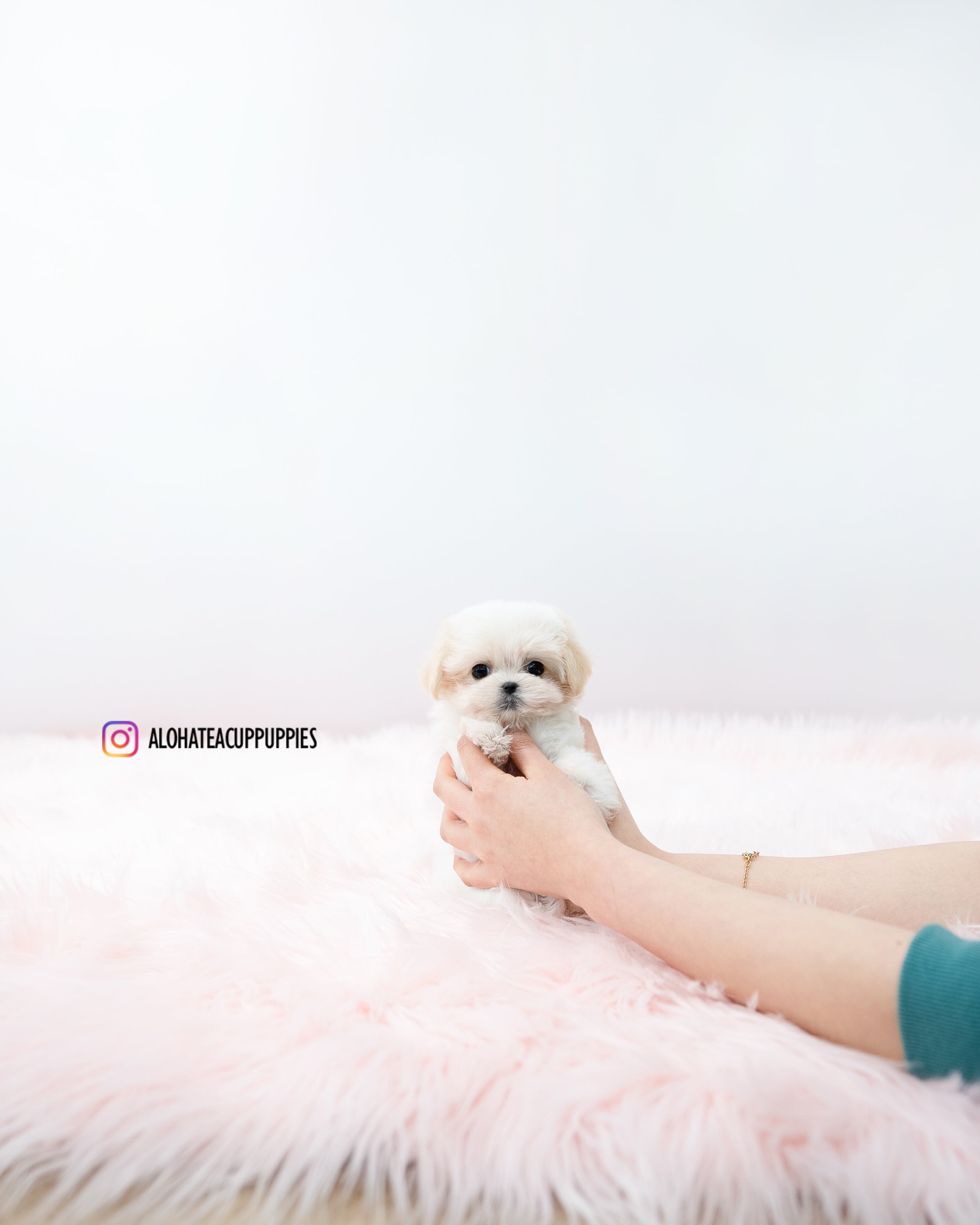 Bunny [TEACUP MALTIPOO]