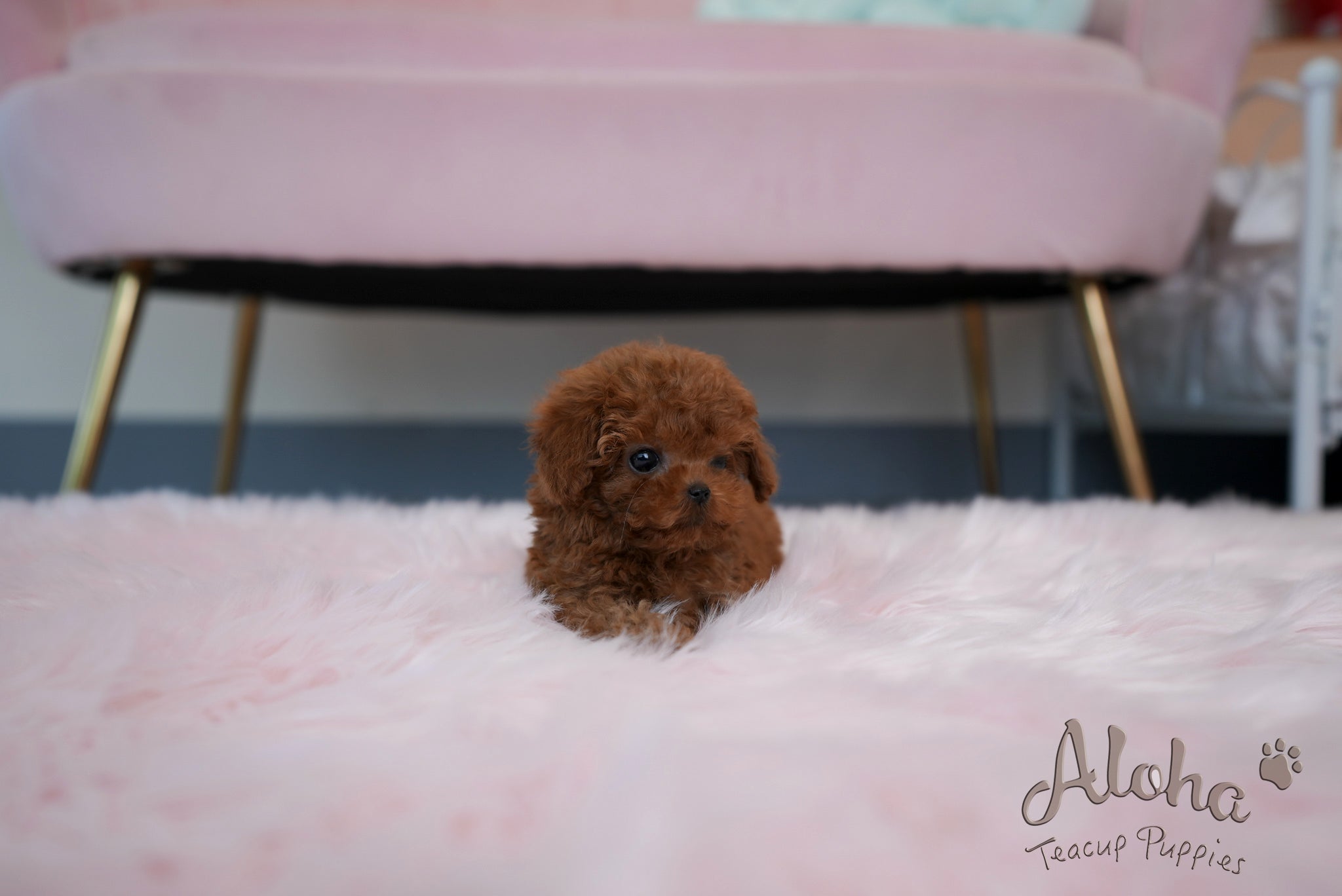 Jane [TEACUP POODLE]