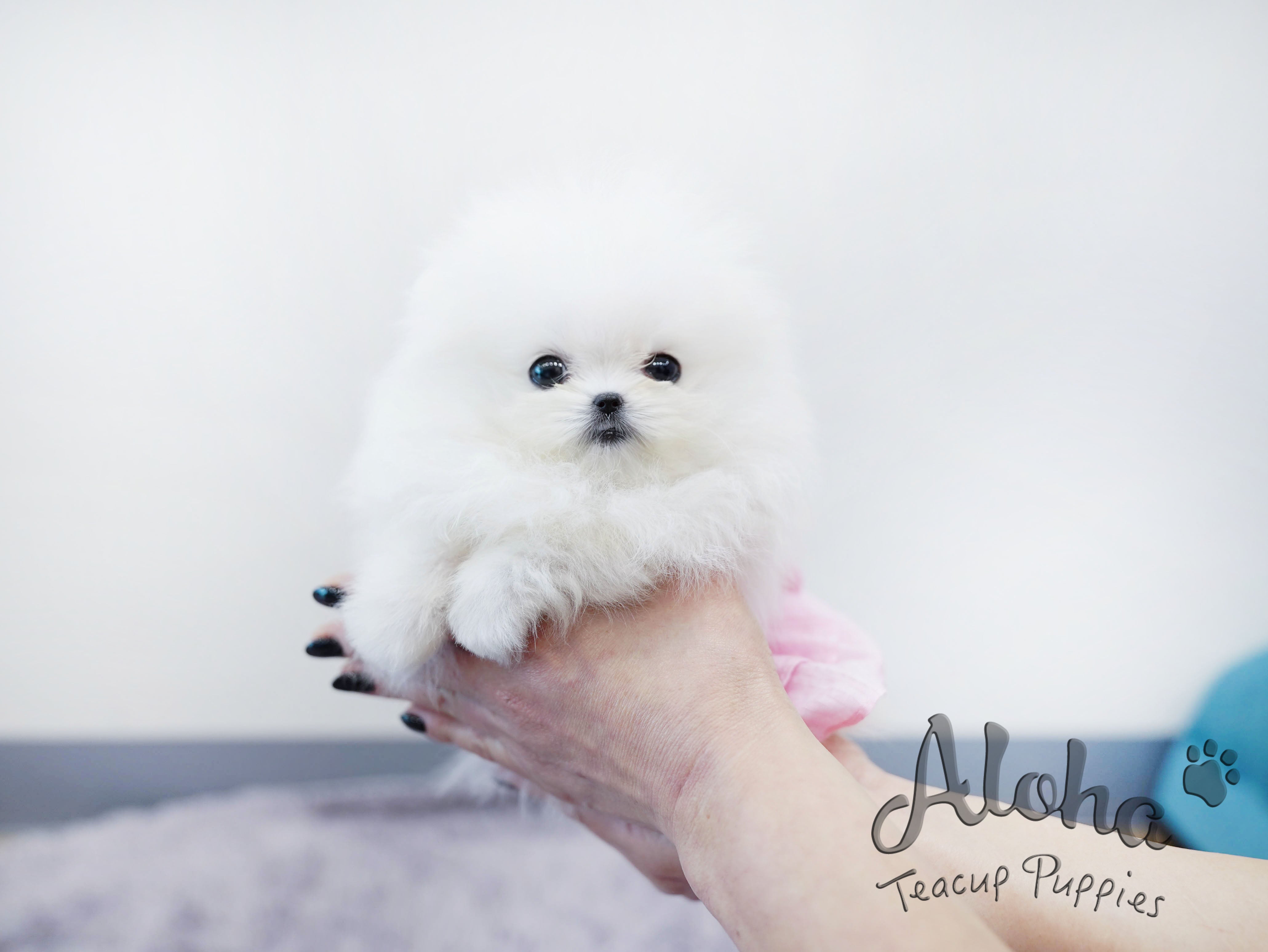 Gelato [TEACUP POMERANIAN]