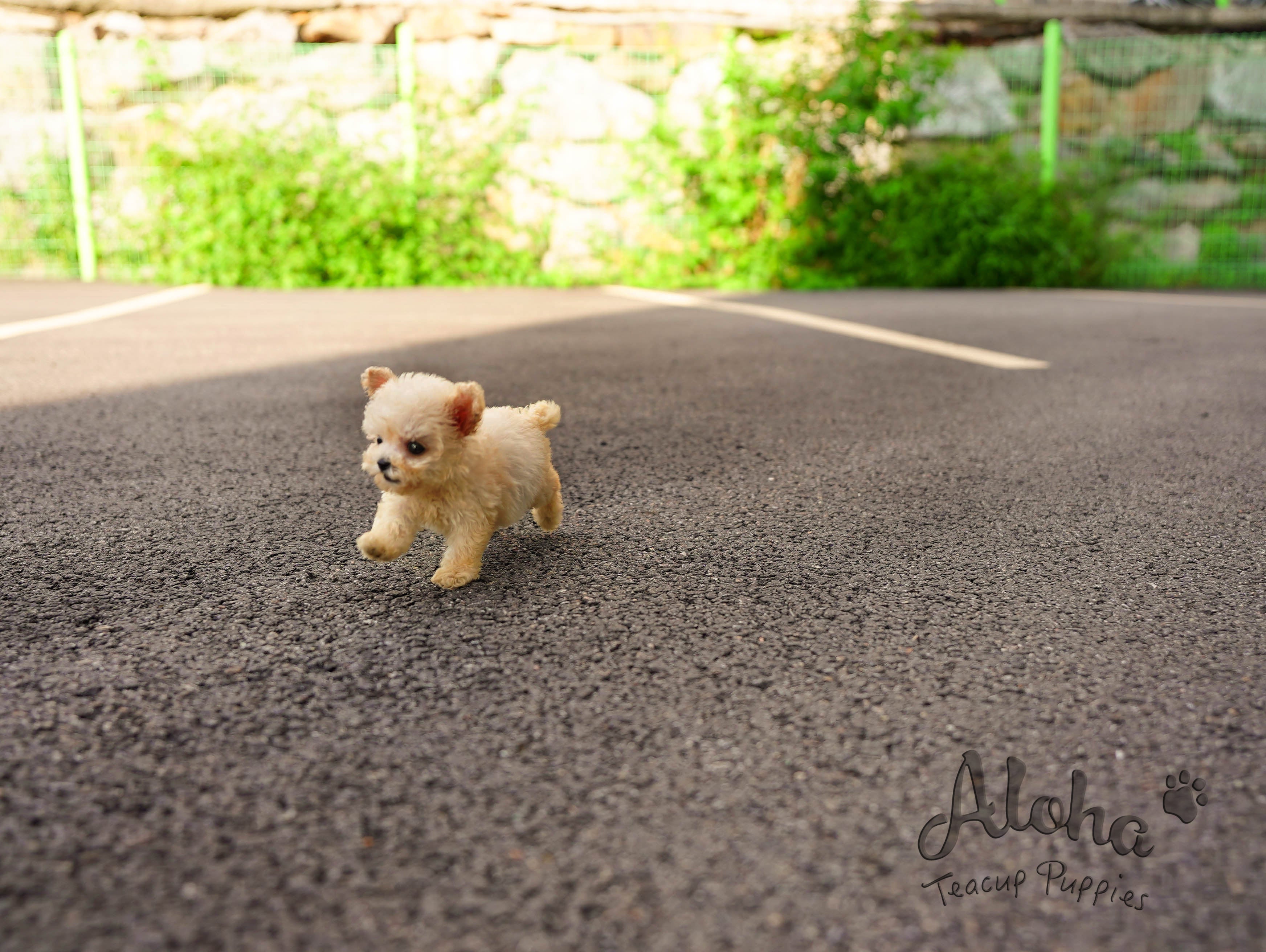 Haribo [TEACUP POODLE]