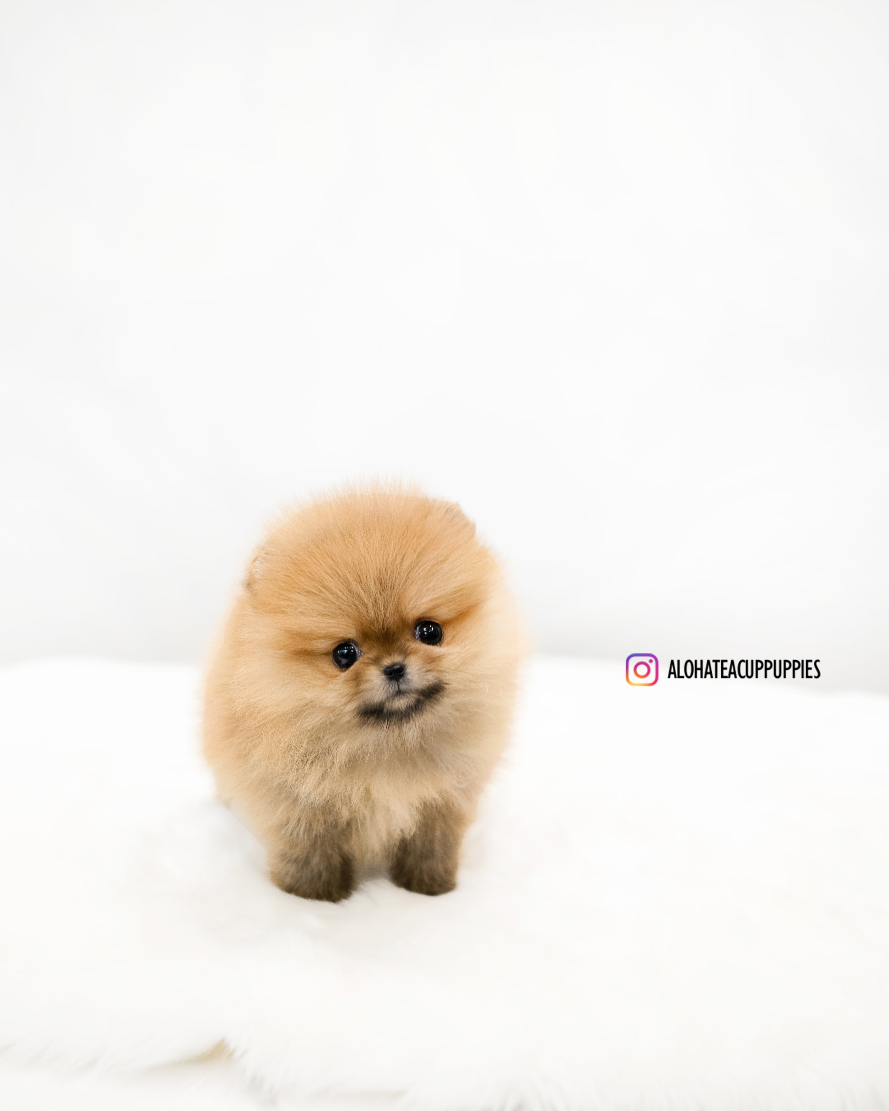 Lumi [POMERANIA TAZA DE TÉ]