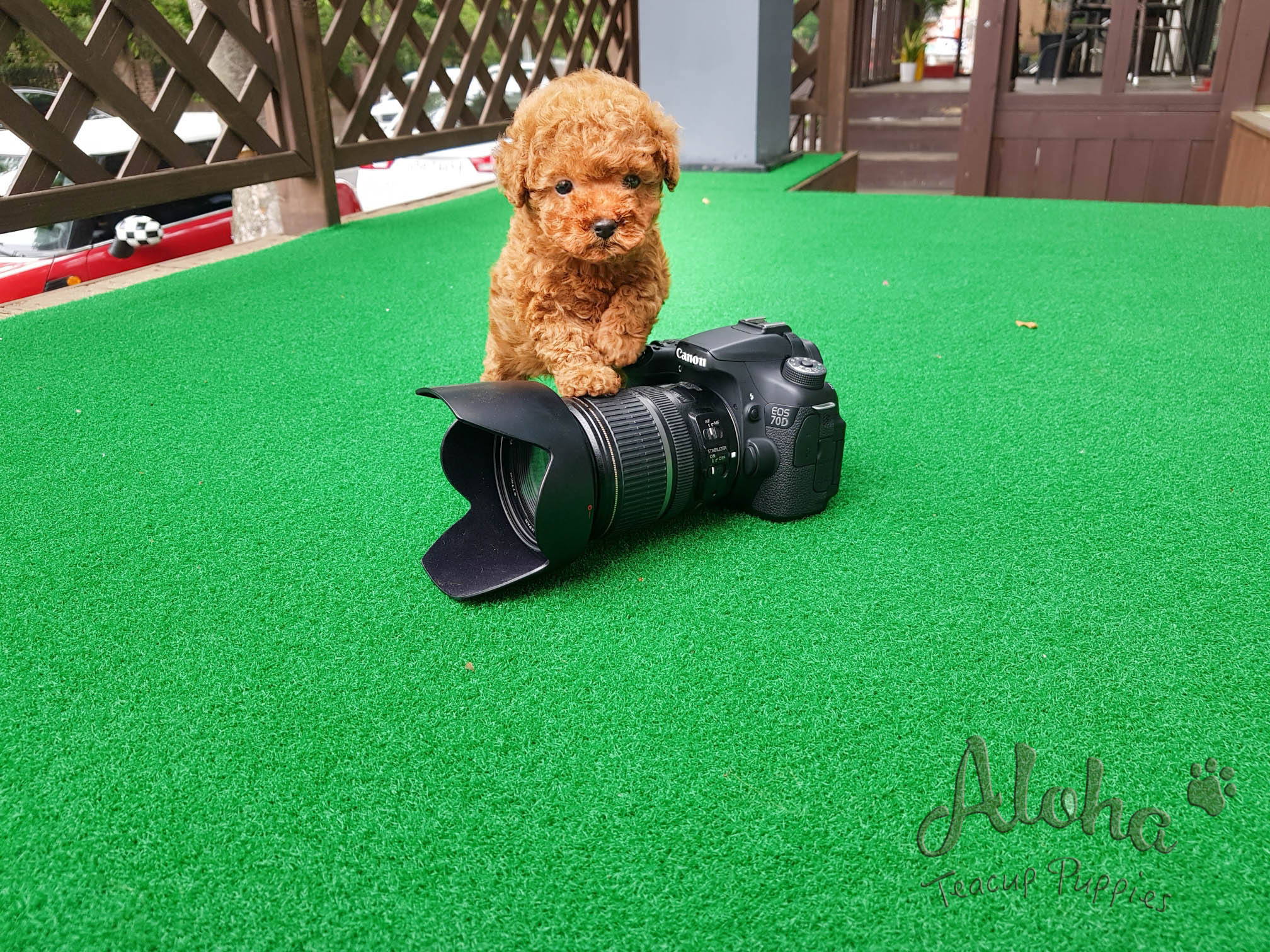 Vendido a Ana, QUESO - [Caniche Toy]