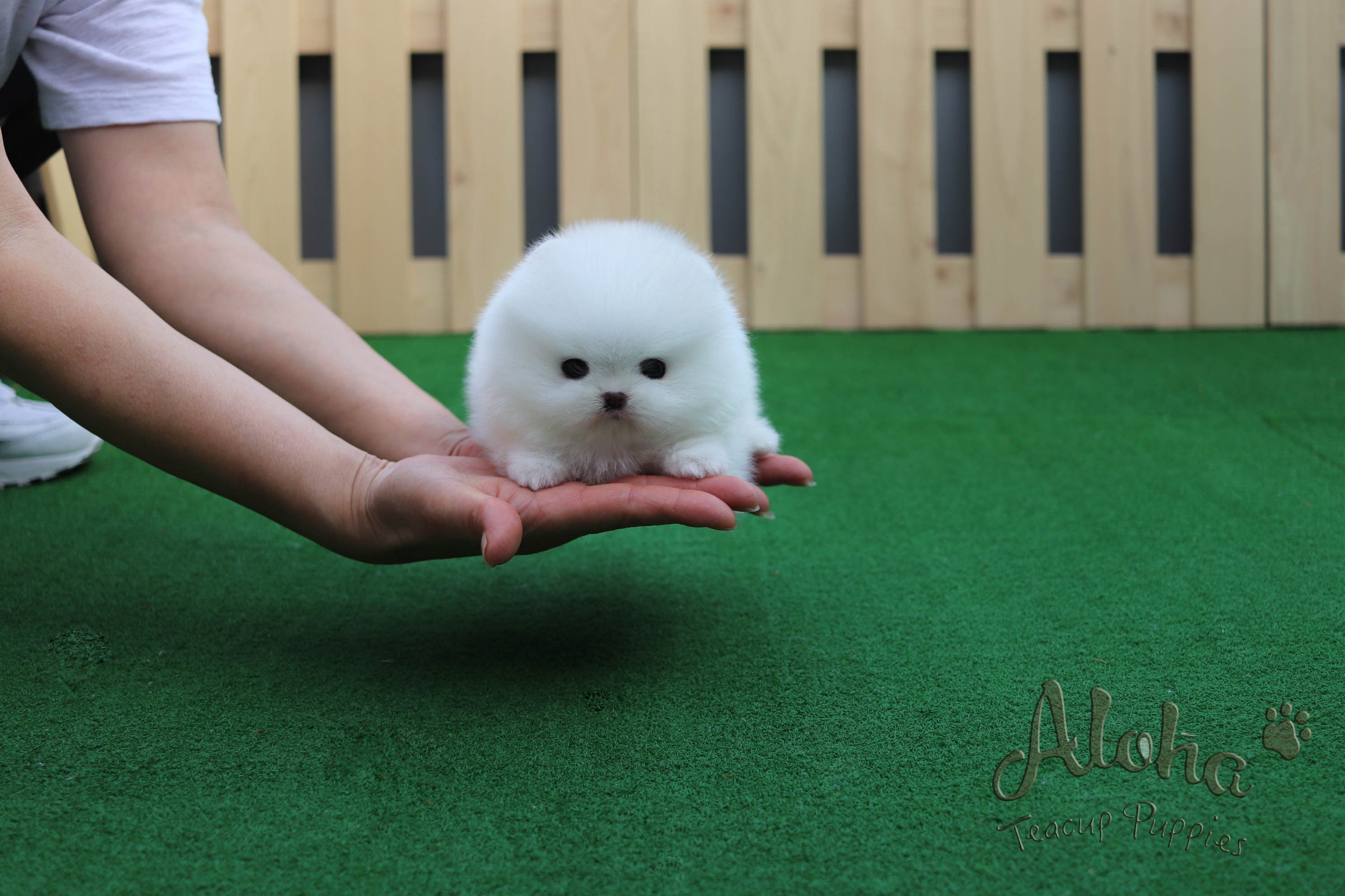 Vendida a Aka, Luna [POMERANIA TAZA DE TÉ]