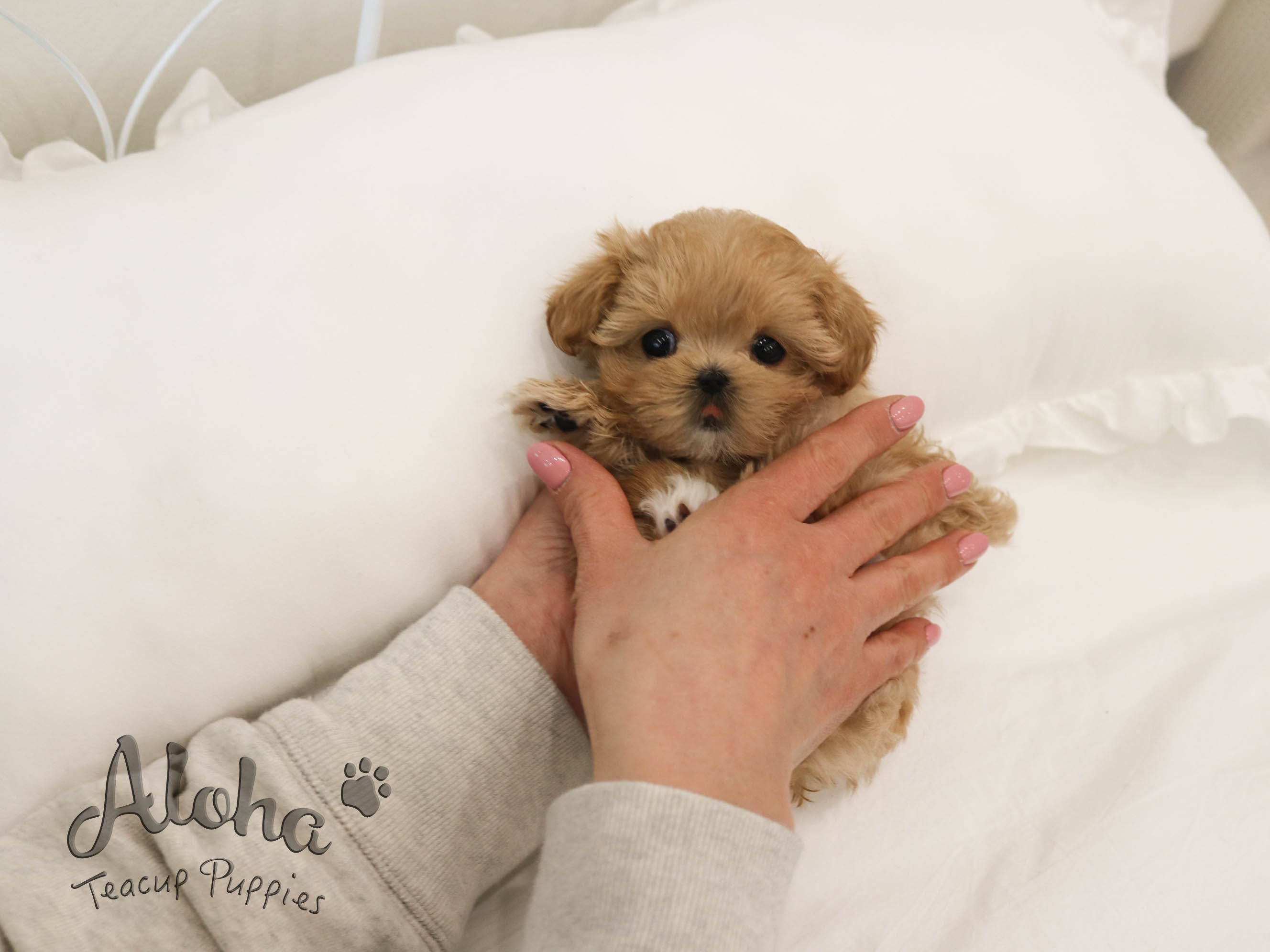 Lola [TEACUP MALTIPOO]
