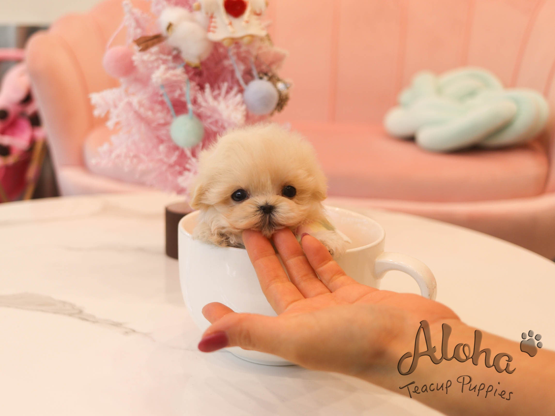 Harry [TEACUP Maltipoo]