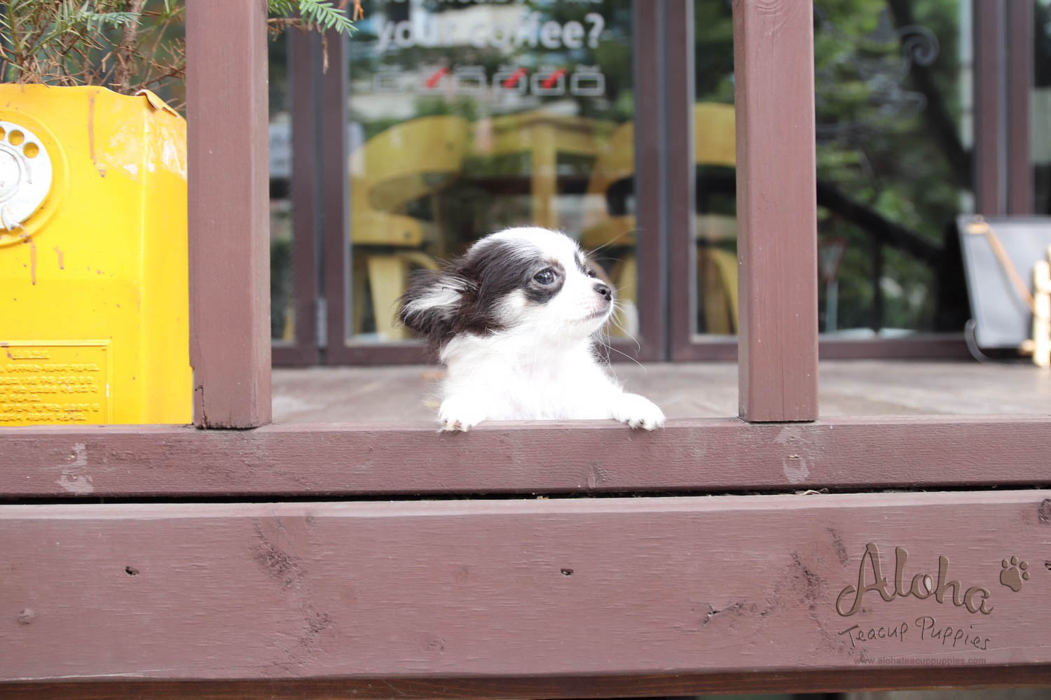 Venus - [Chihuahua]