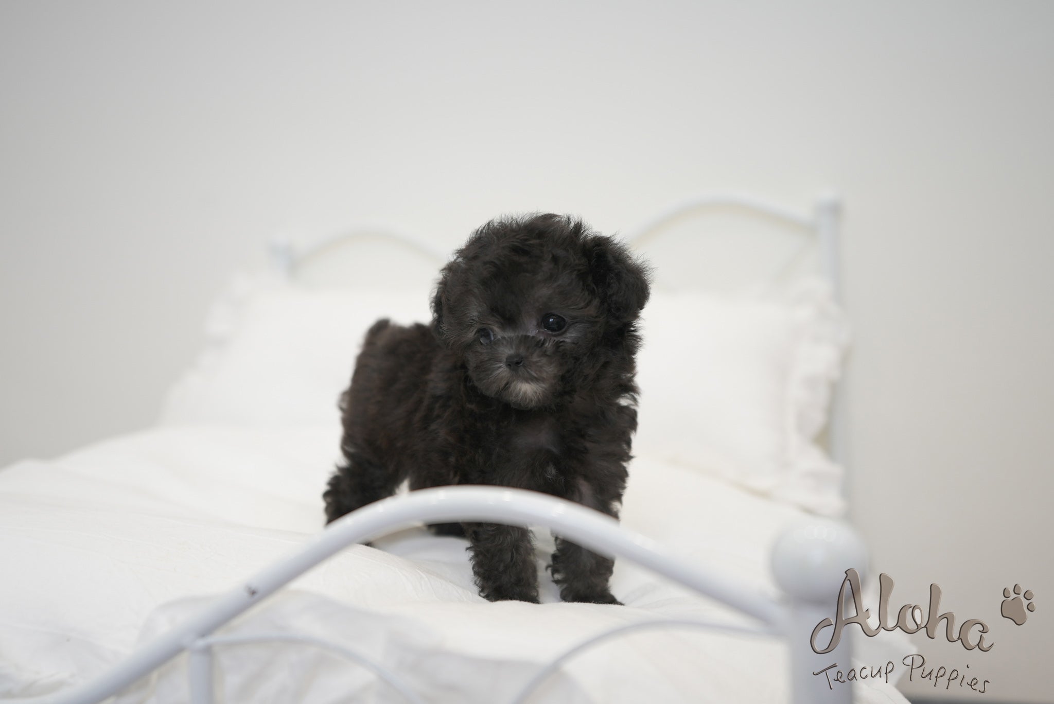 Odin [TEACUP POODLE]