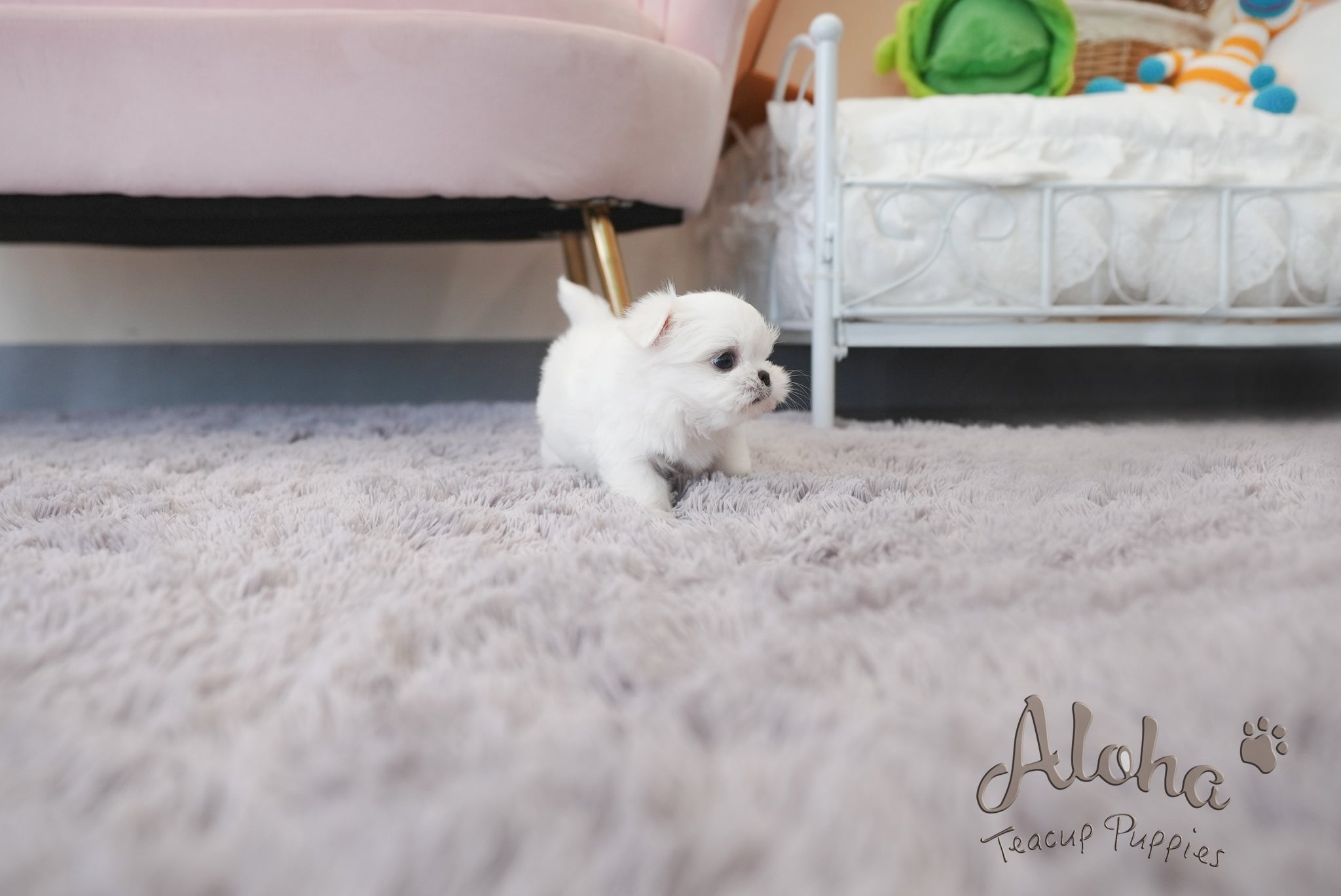Louie [TEACUP MALTESE]