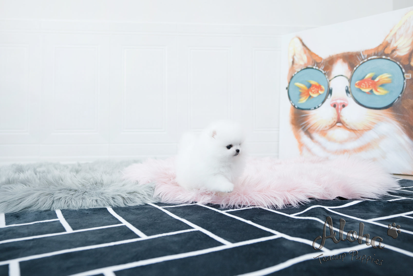 Sophia [TEACUP POMERANIAN]