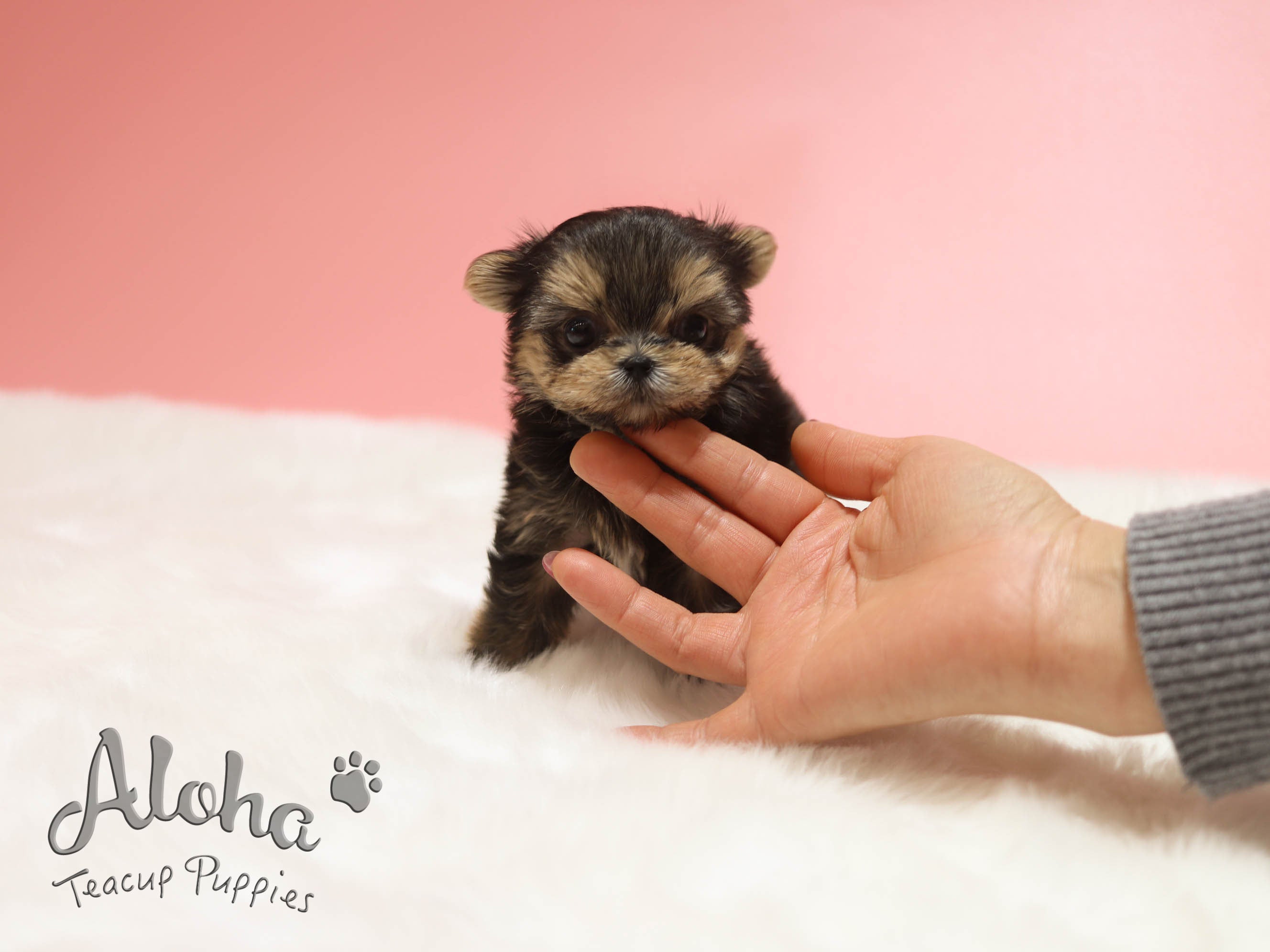 Mong [TEACUP Morkie]
